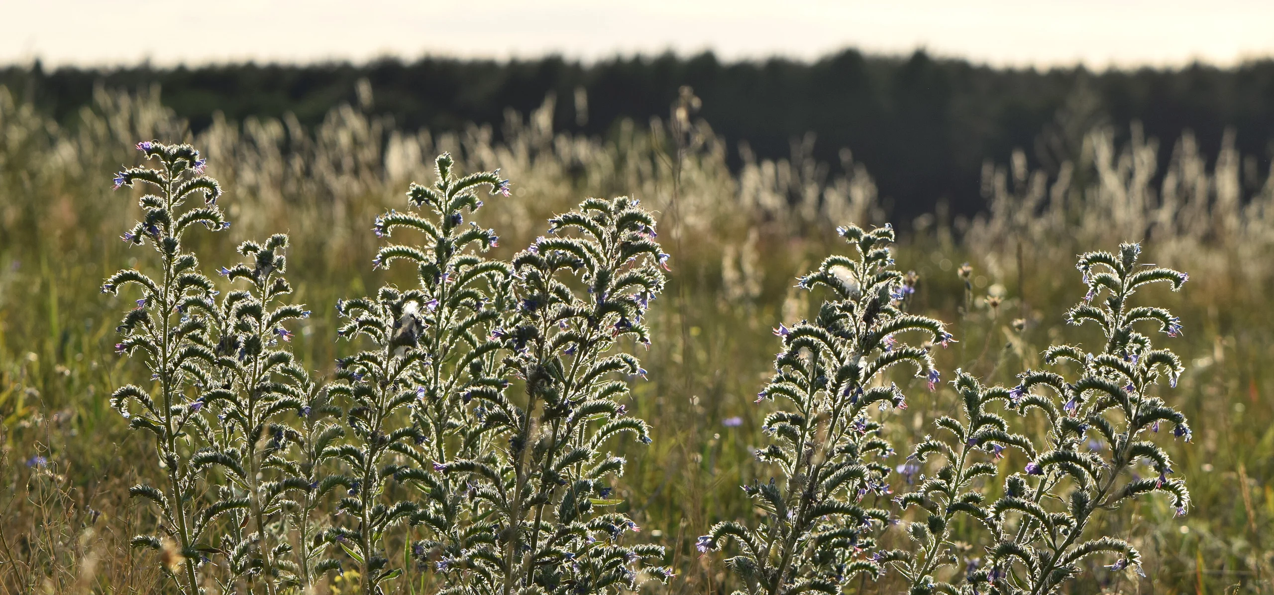 Viper's Bugloss