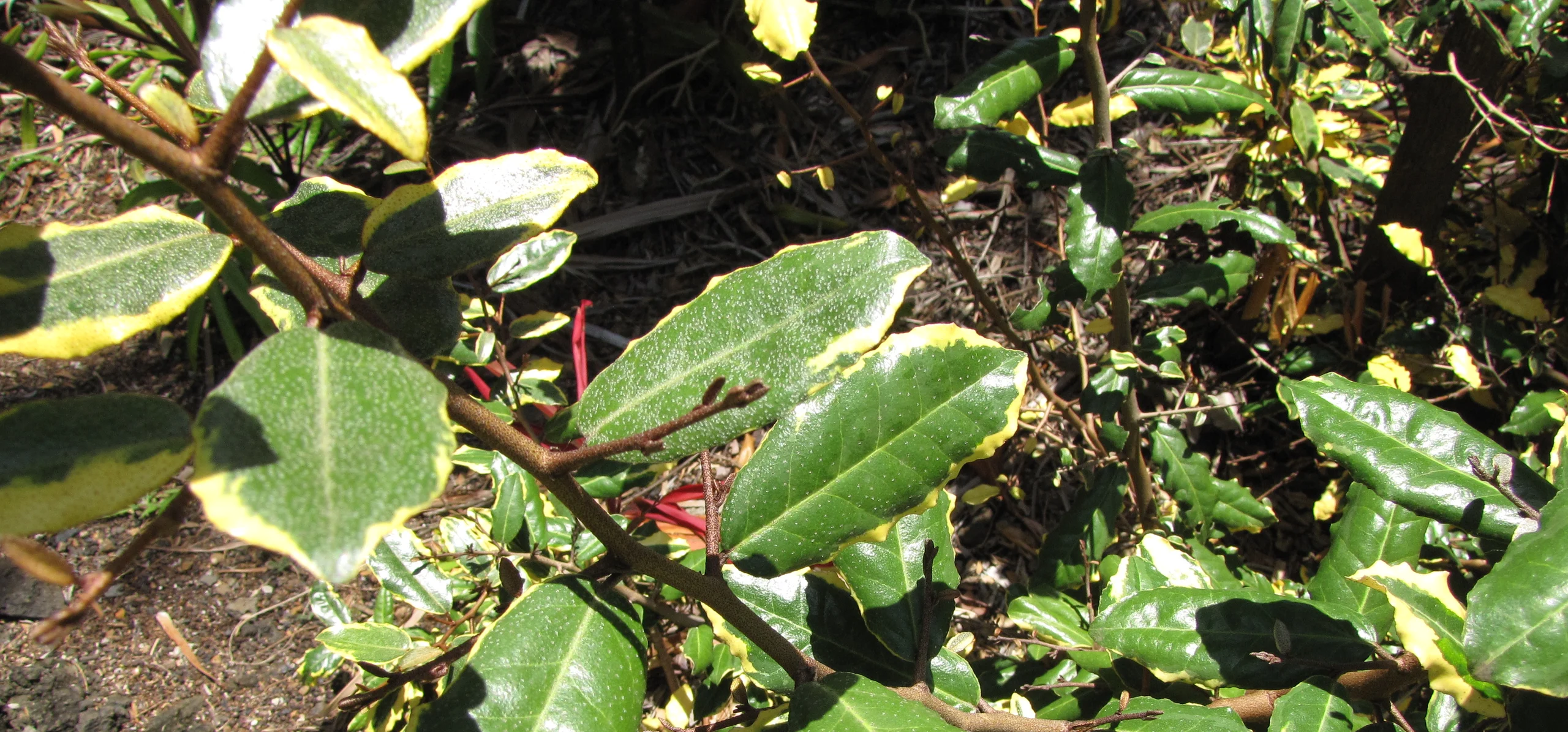 Thorny Olive