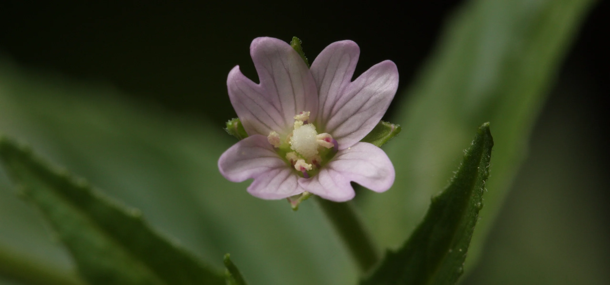 Fringed Willowherb