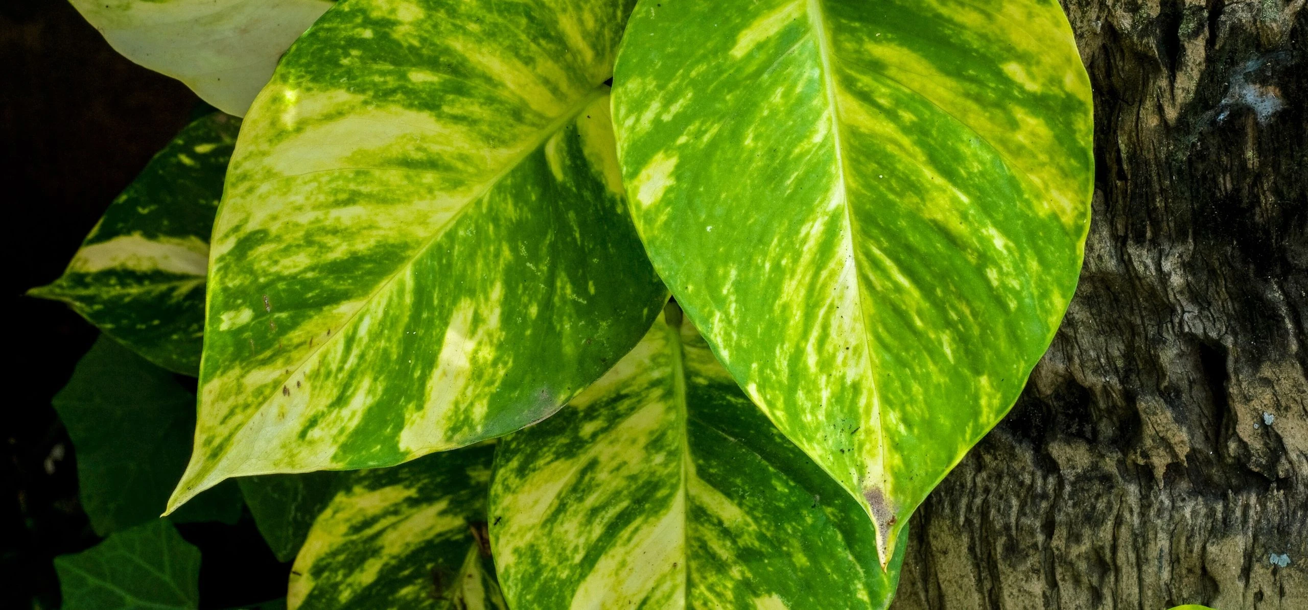 Golden Pothos
