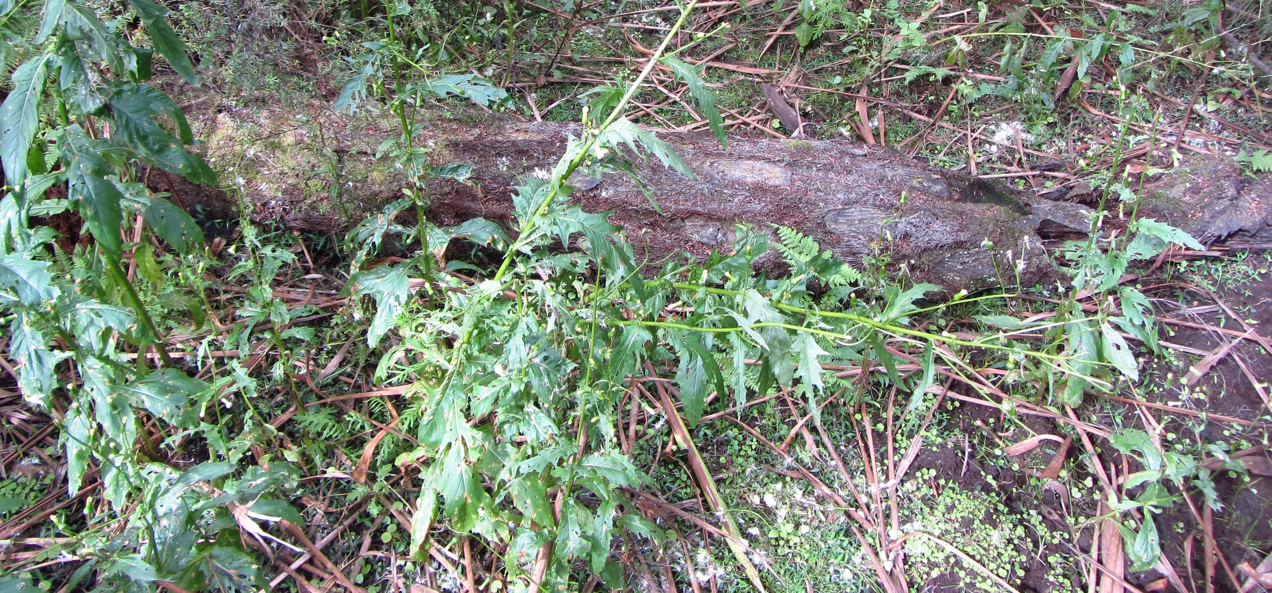 American Burnweed