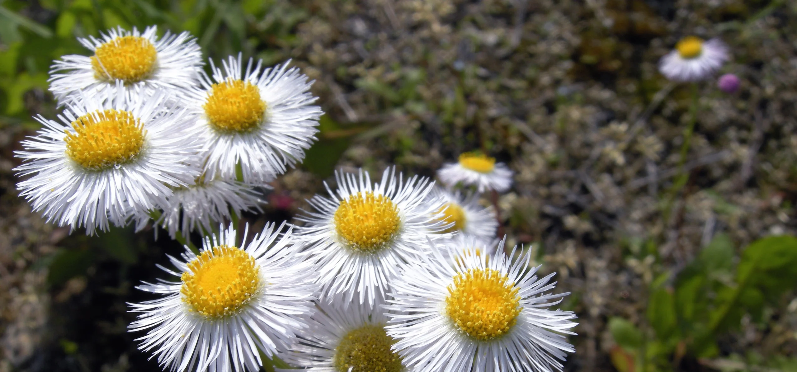 Annual Fleabane