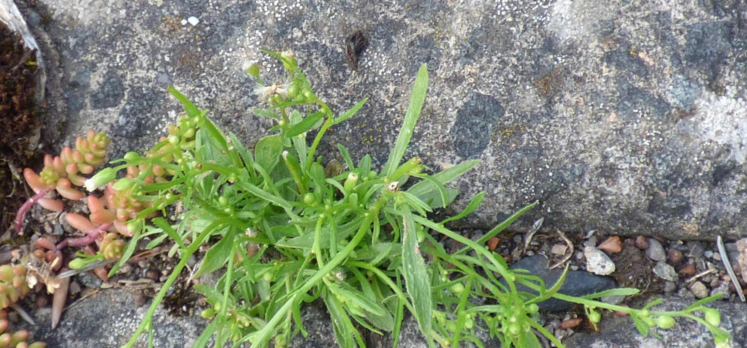 Canadian Horseweed