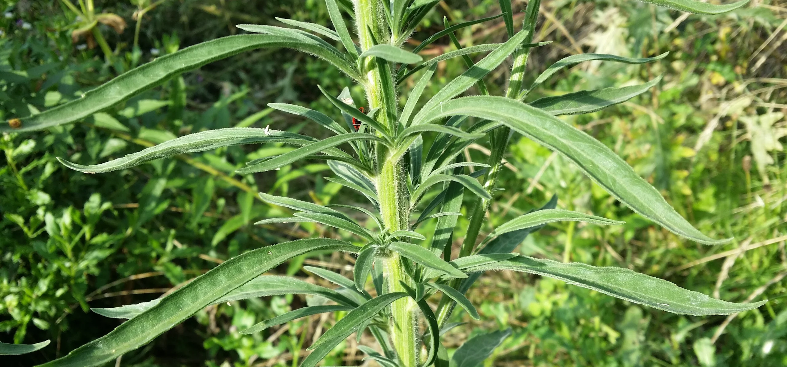 Sumatran Fleabane