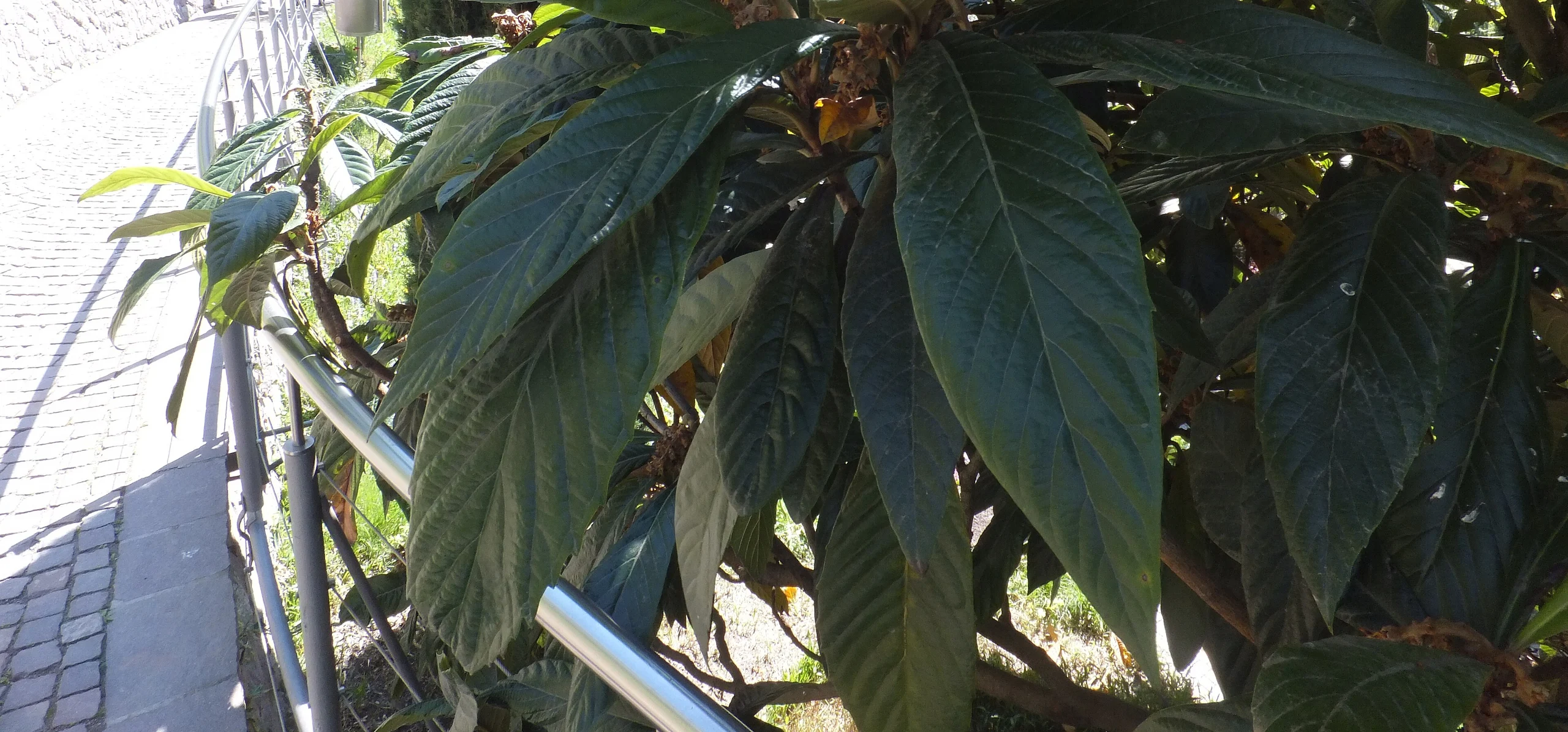 Loquat
