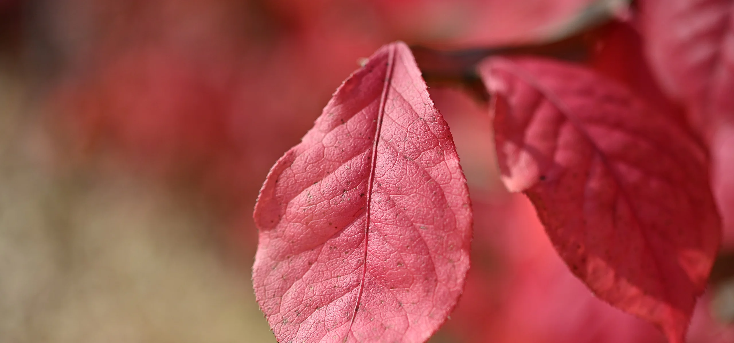 Burning Bush