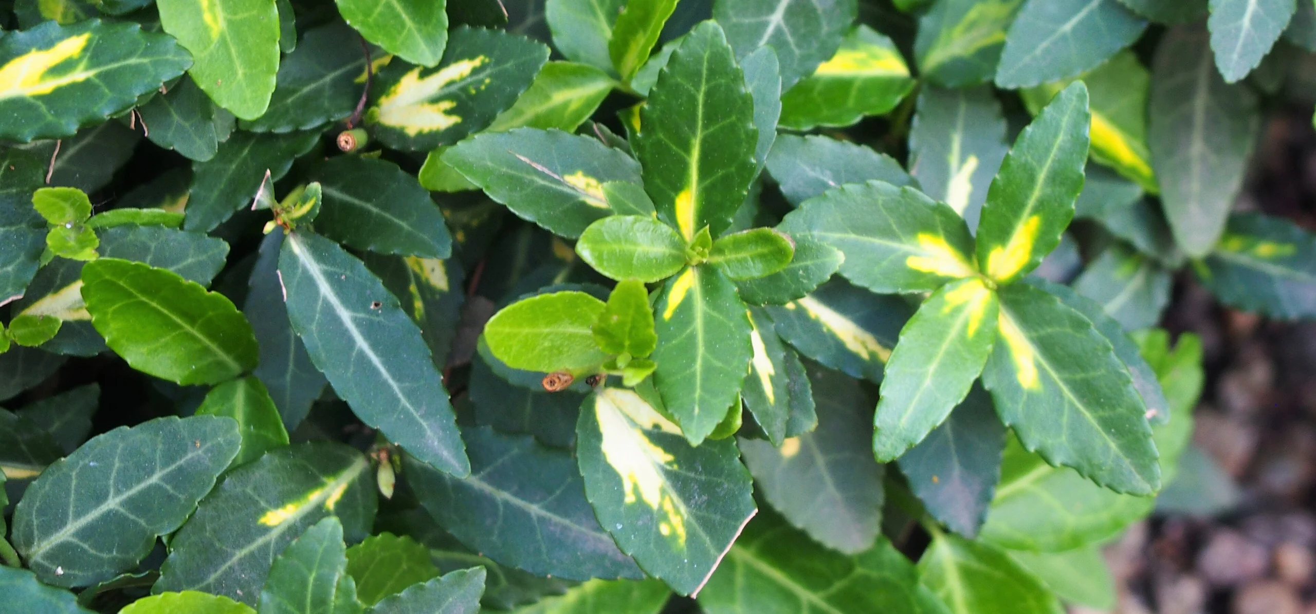 Fortune's Spindle