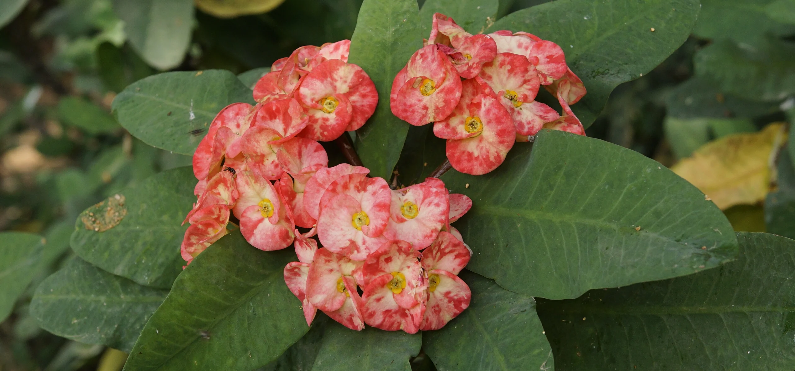 Crown Of Thorns