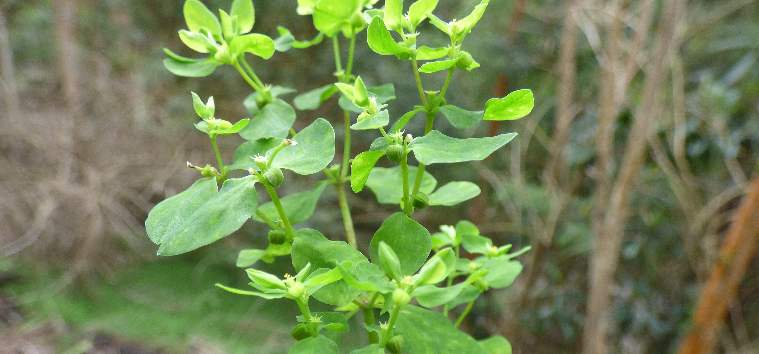 Petty Spurge