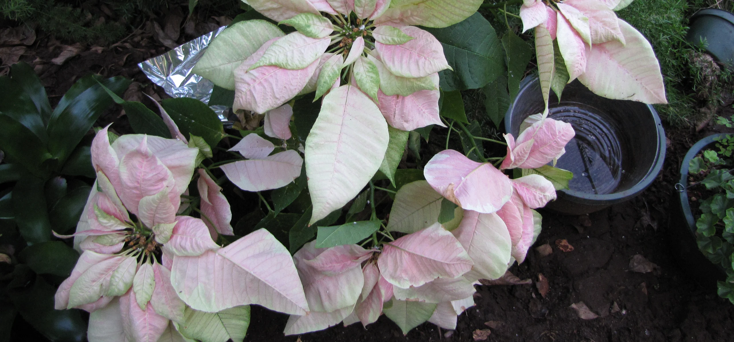 Poinsettia