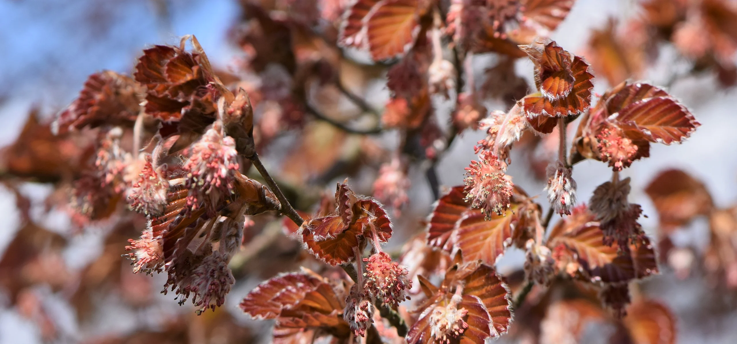European Beech