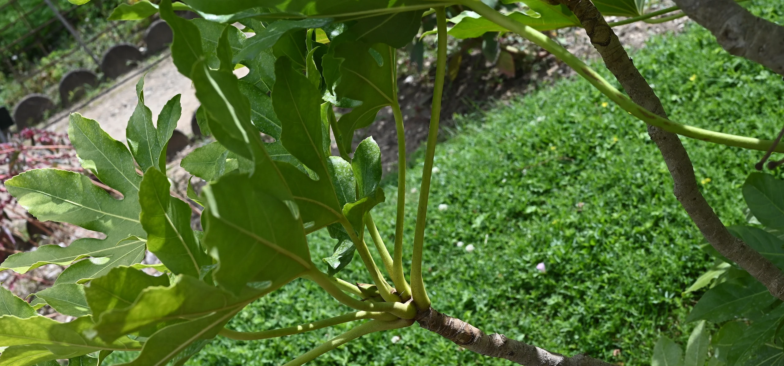 Japanese Aralia