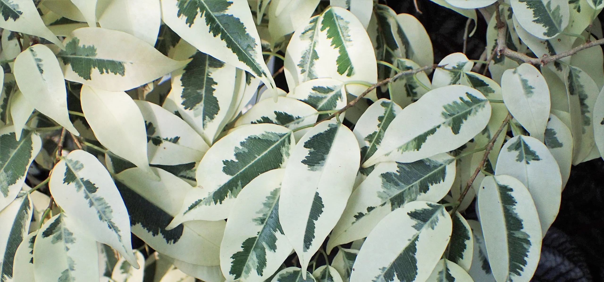 Weeping Fig