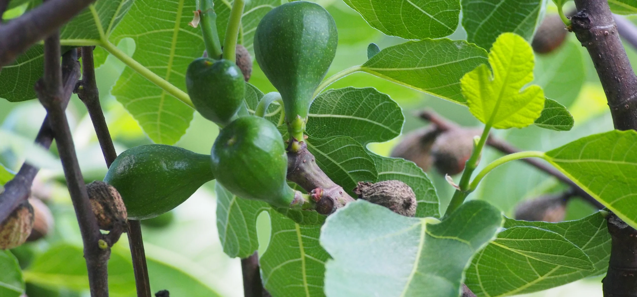 Common Fig