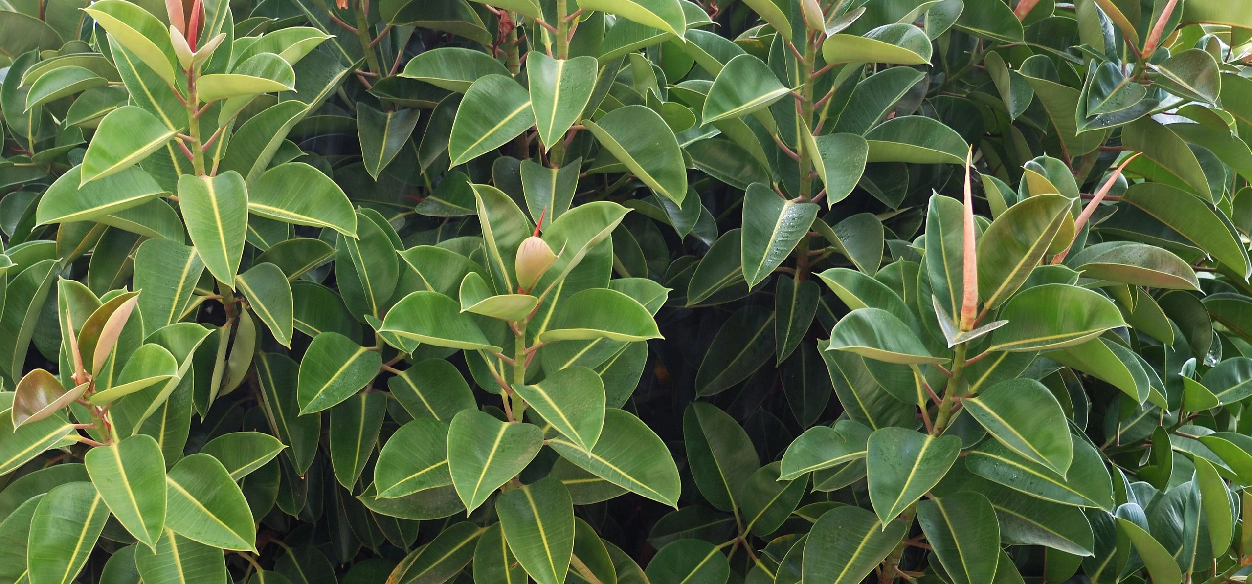 Rubber Plant