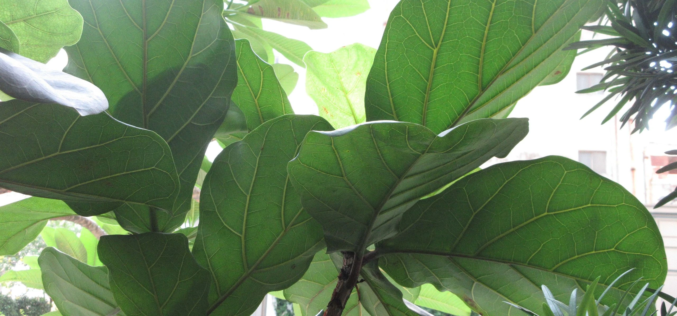 Fiddle-Leaf Fig