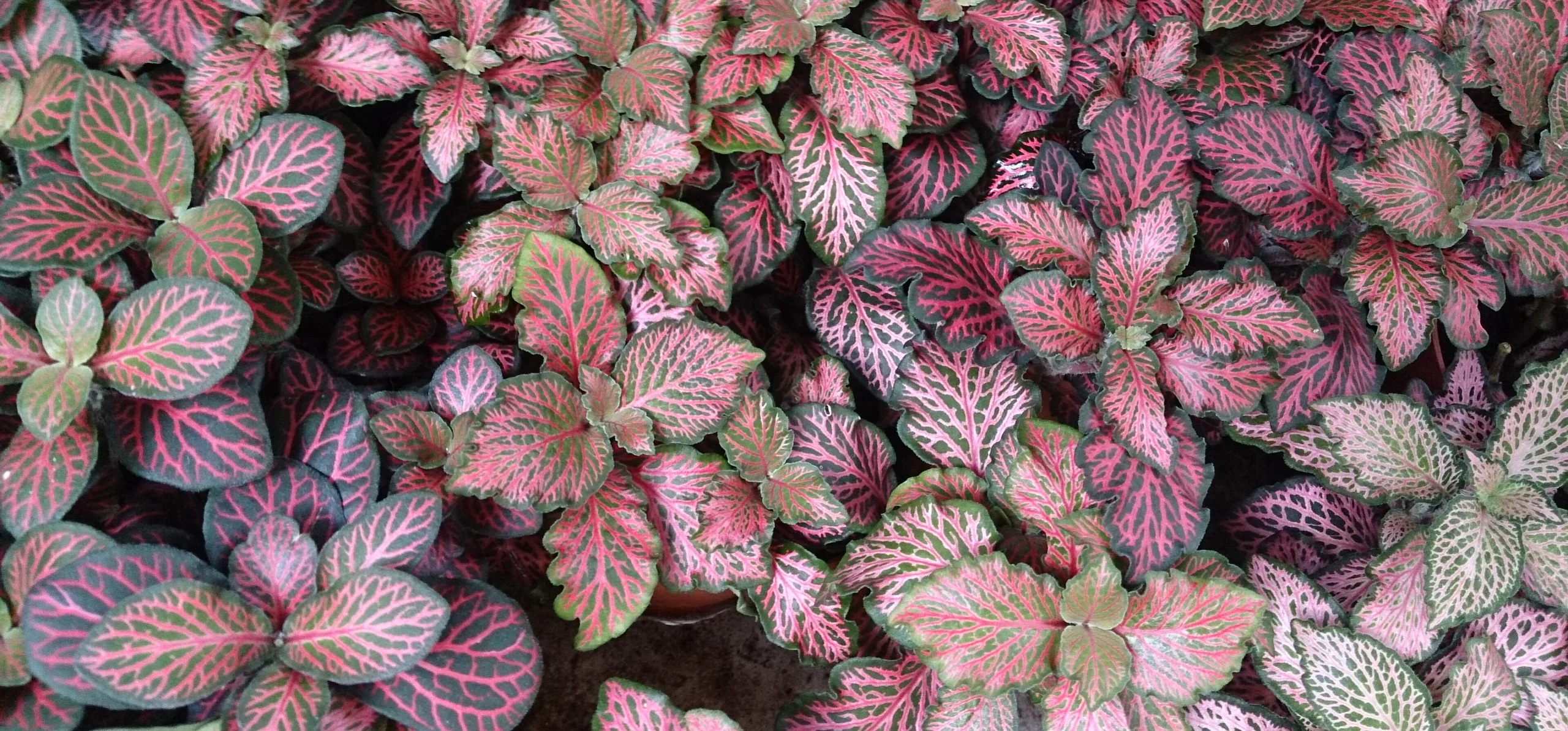 Nerve Plant