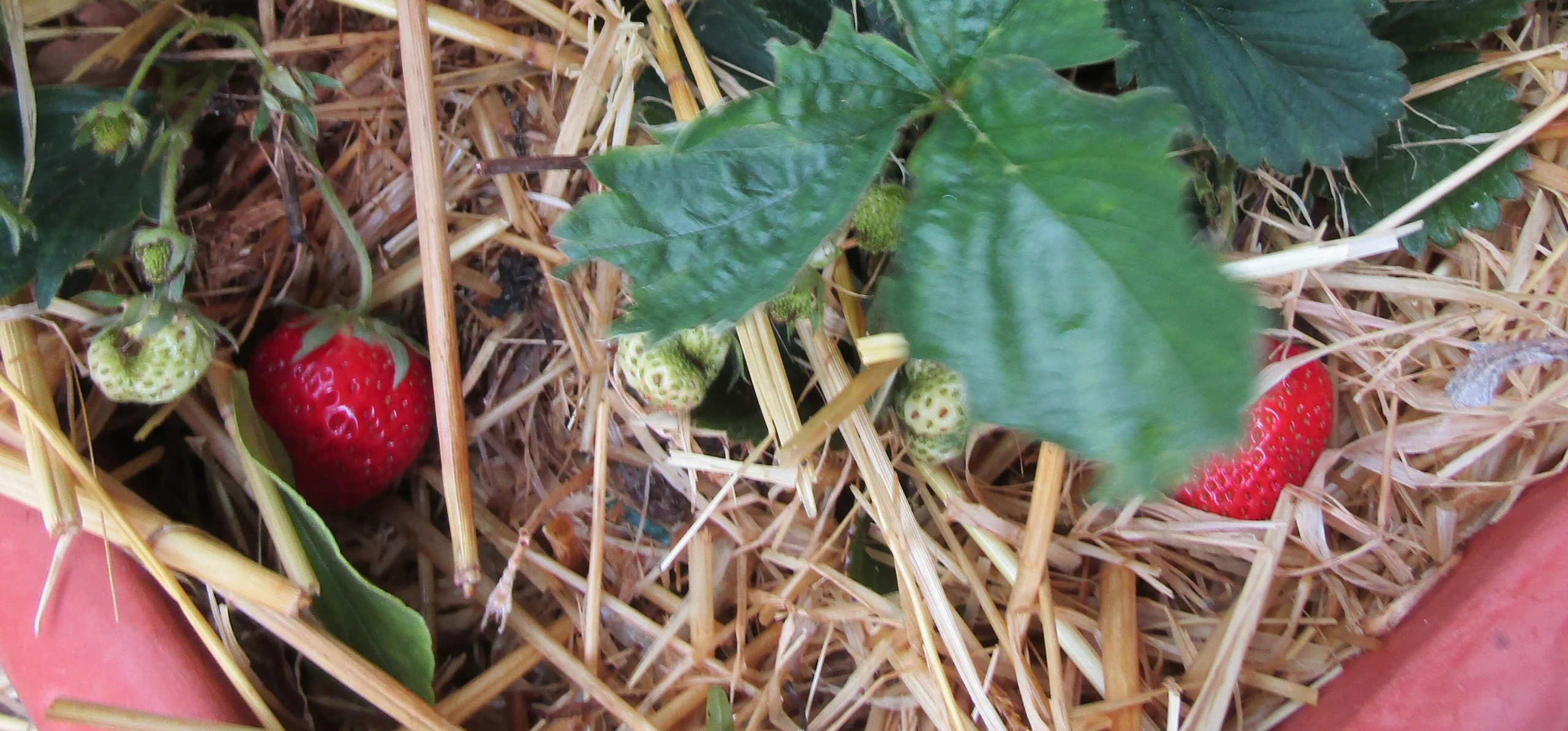 Garden Strawberry