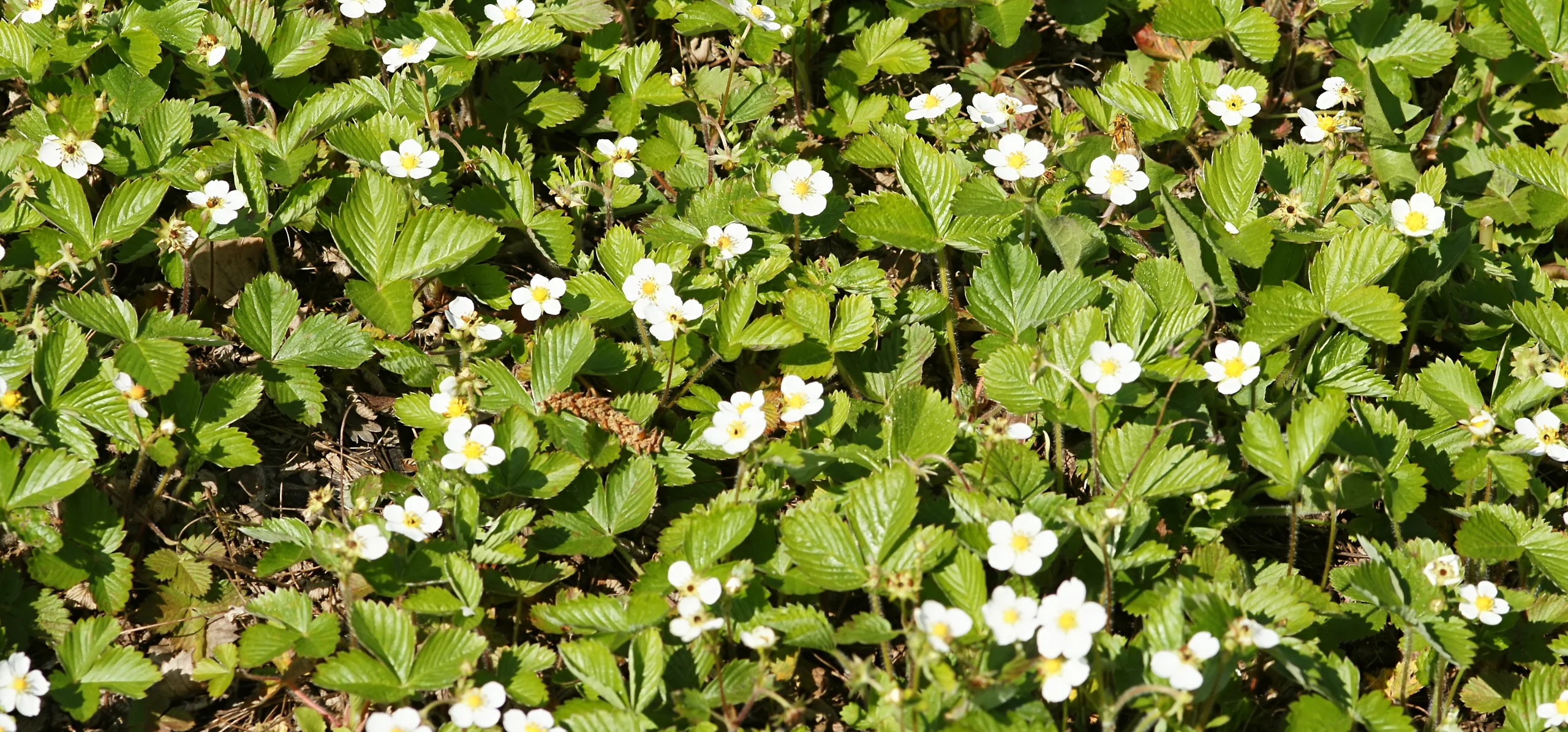 Wild Strawberry