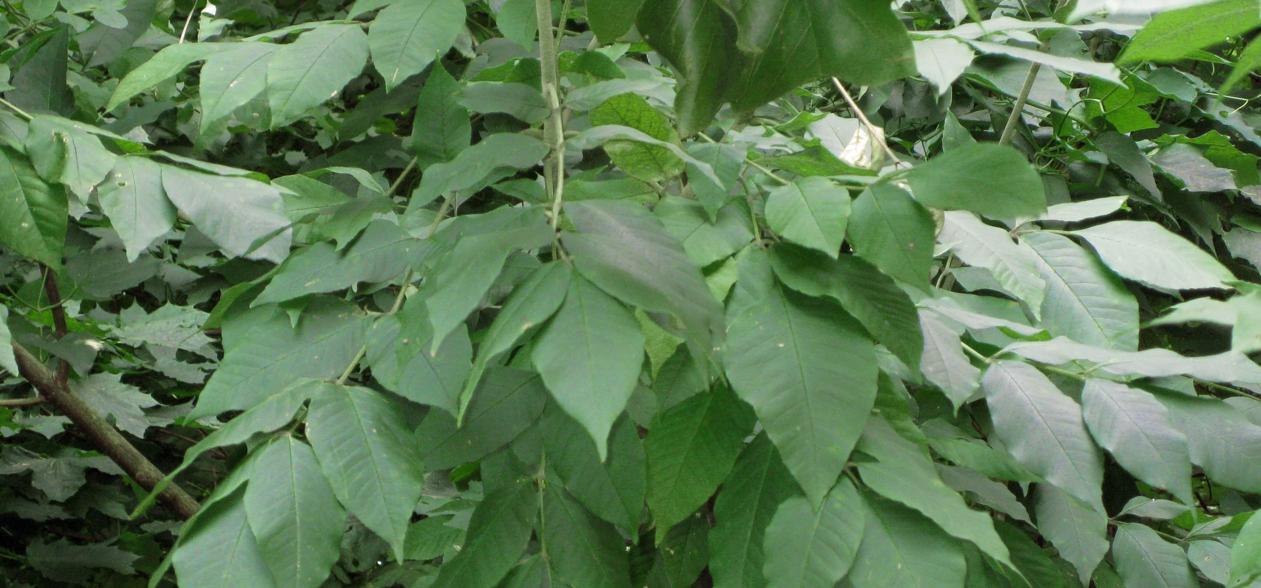 White Ash