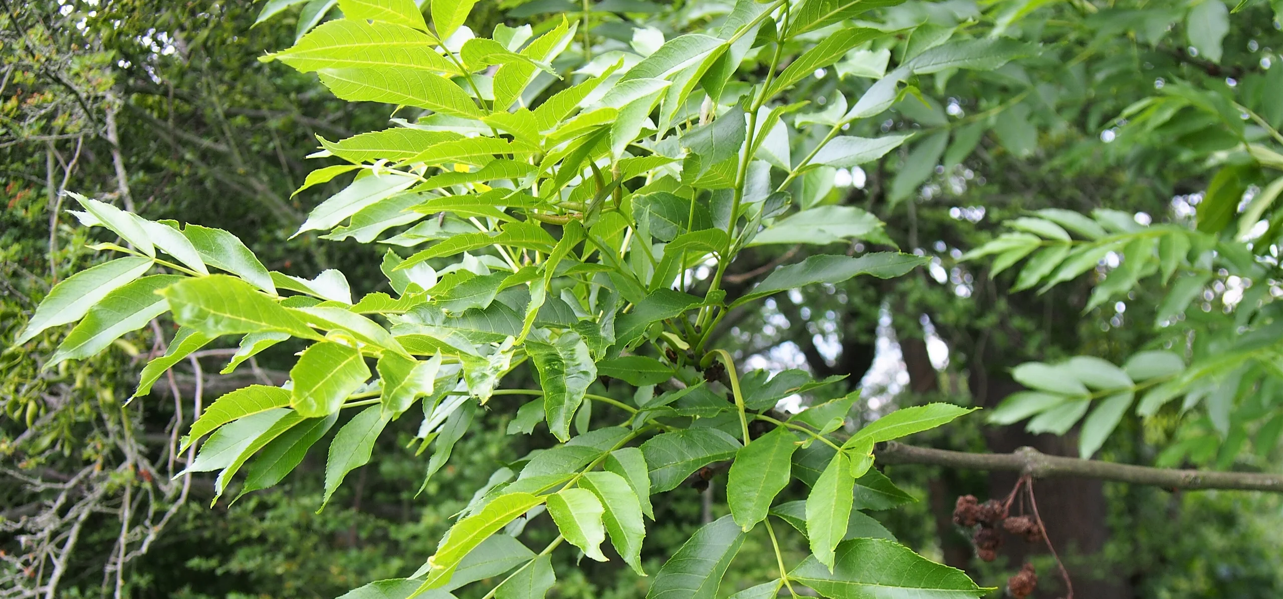 European Ash