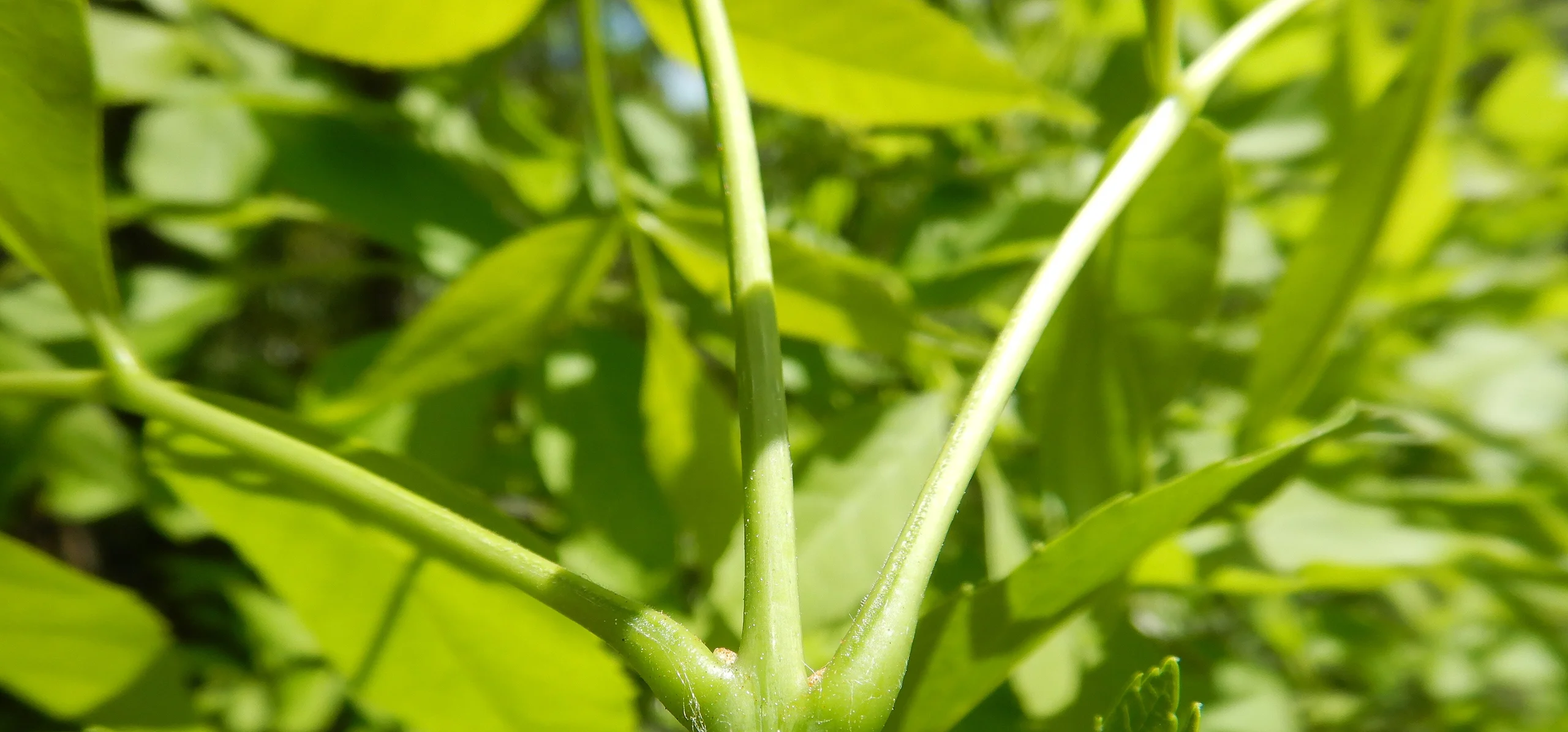 Green Ash