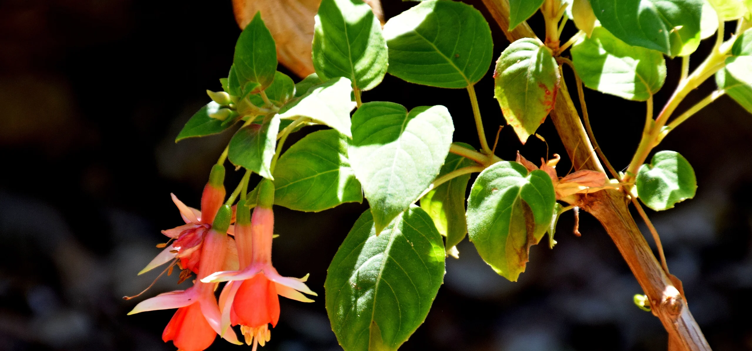 Hardy Fuchsia
