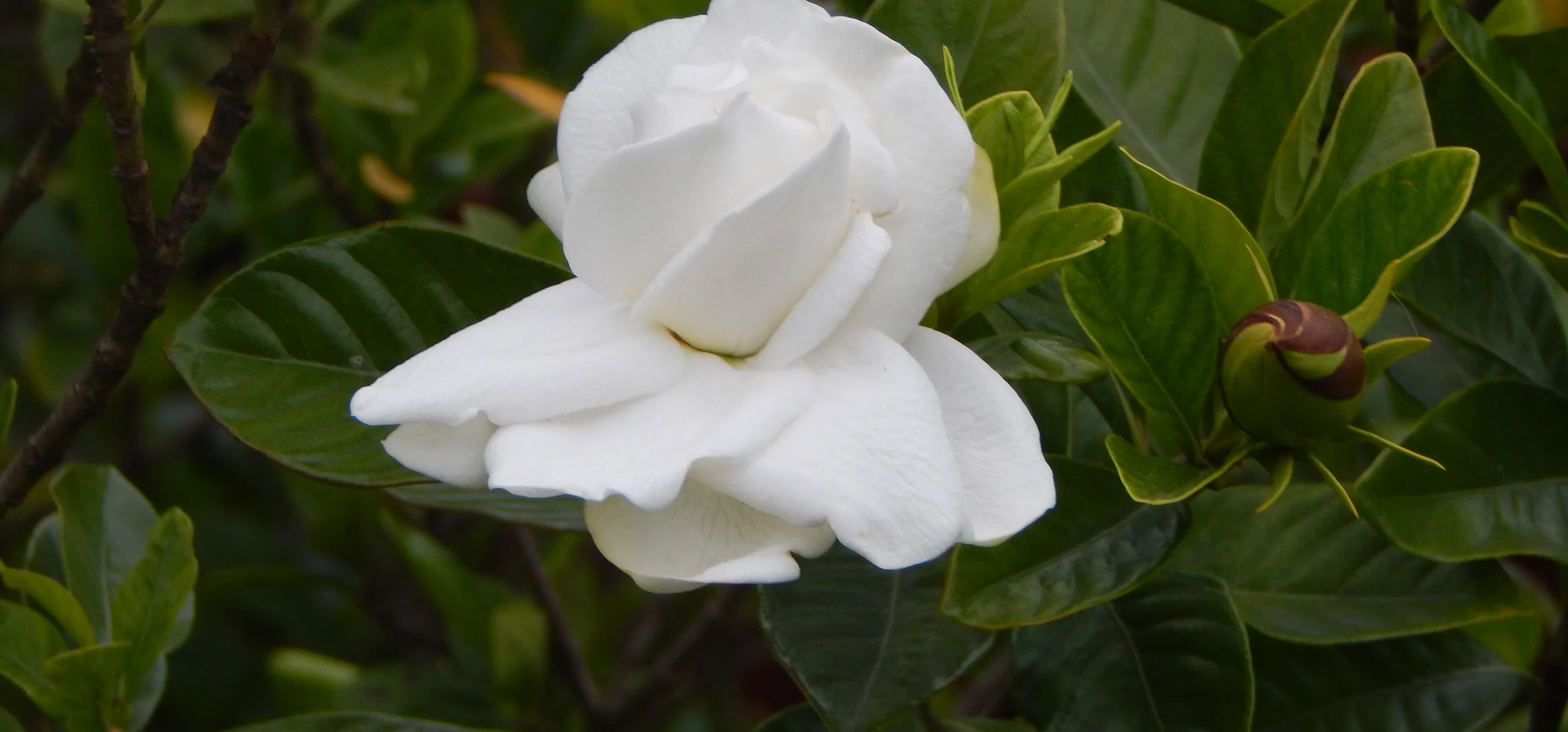 Gardenia