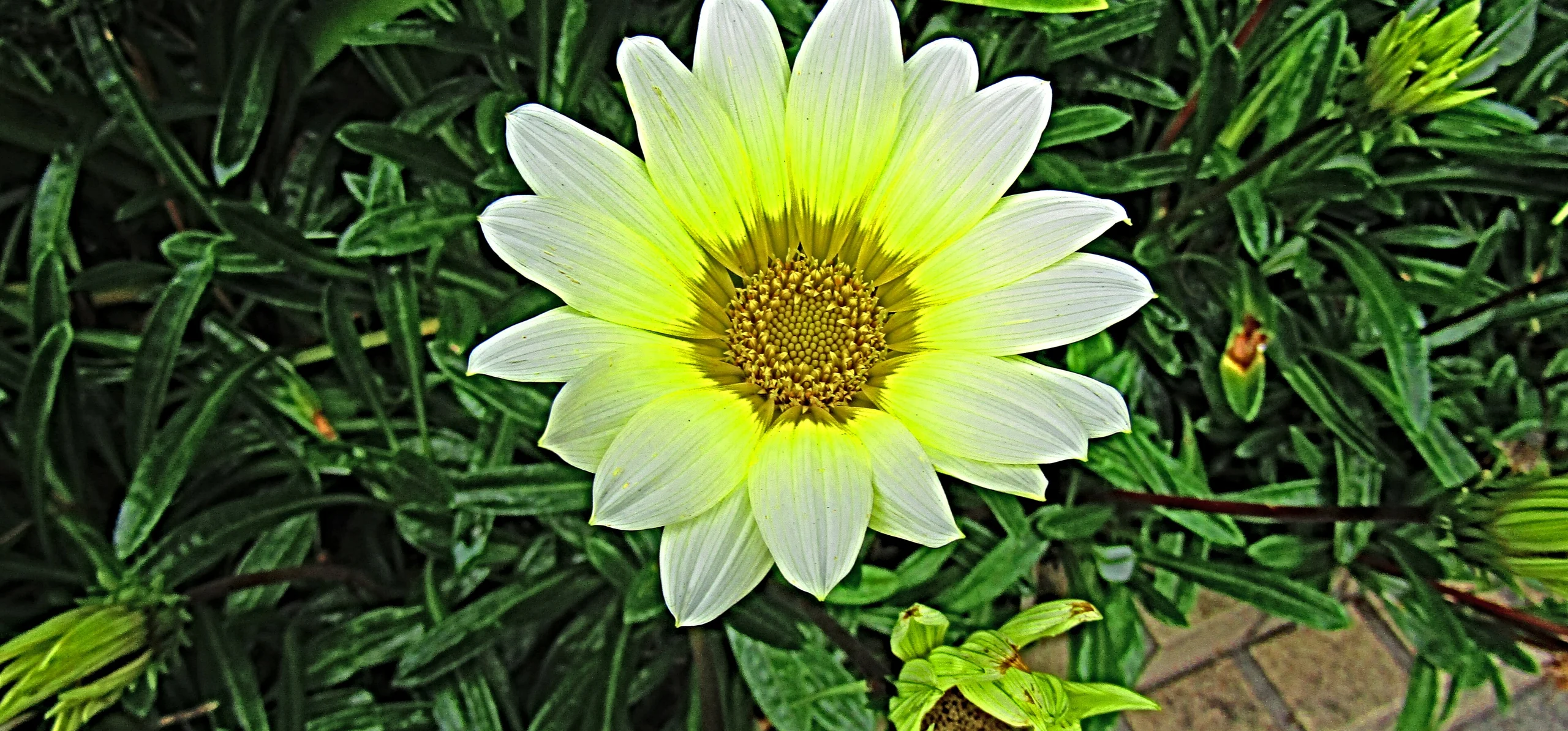 Treasure Flower