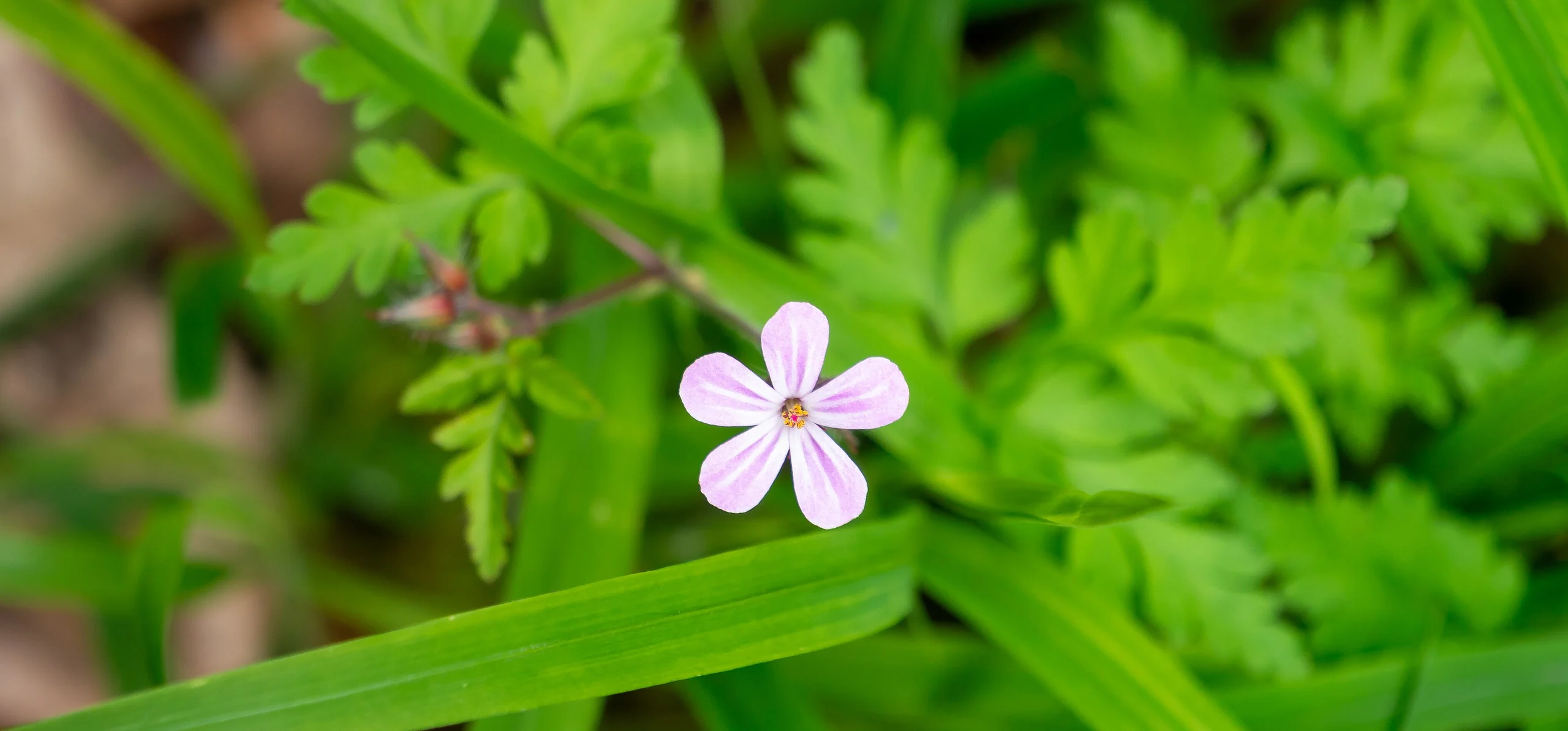 Herb Robert