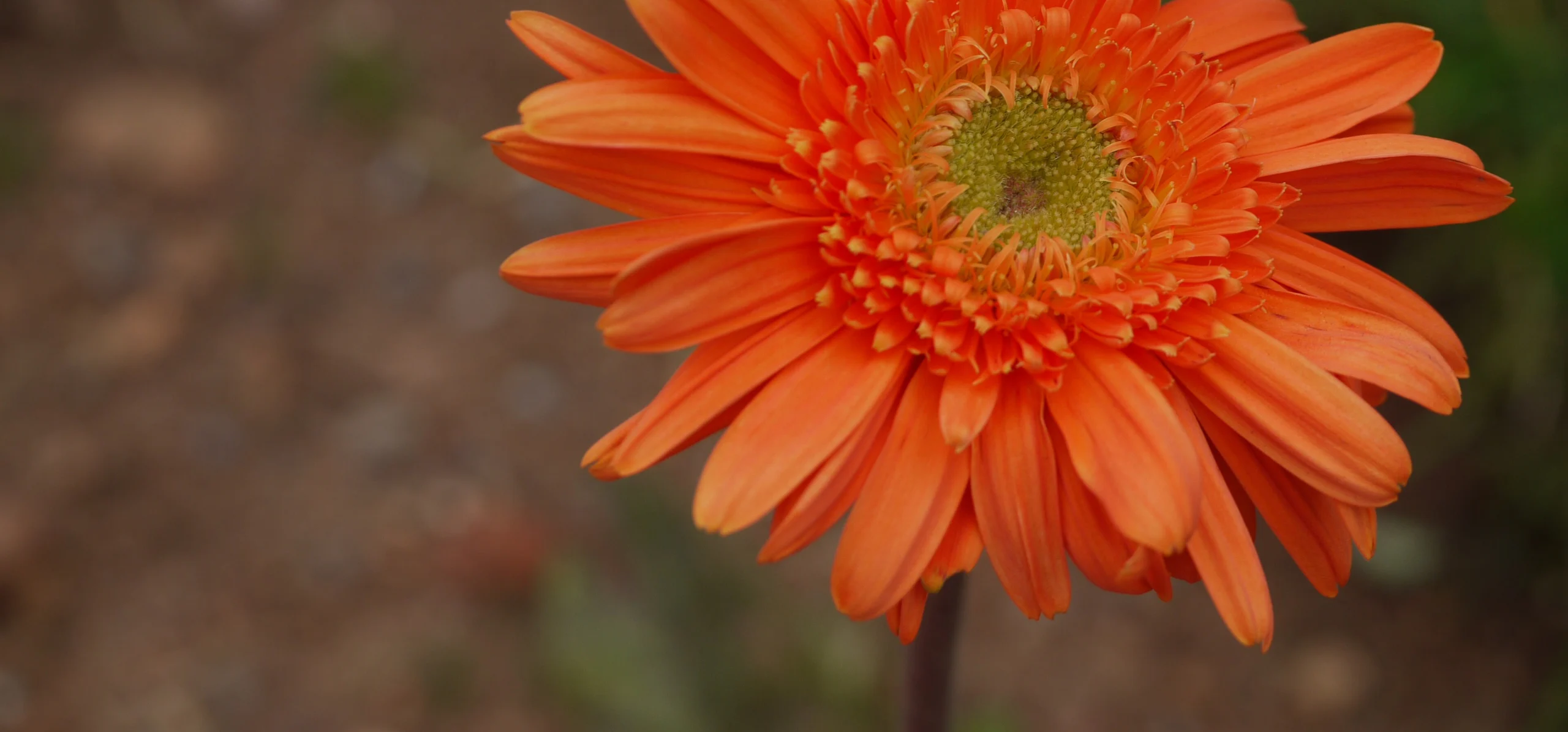 Gerbera Daisy