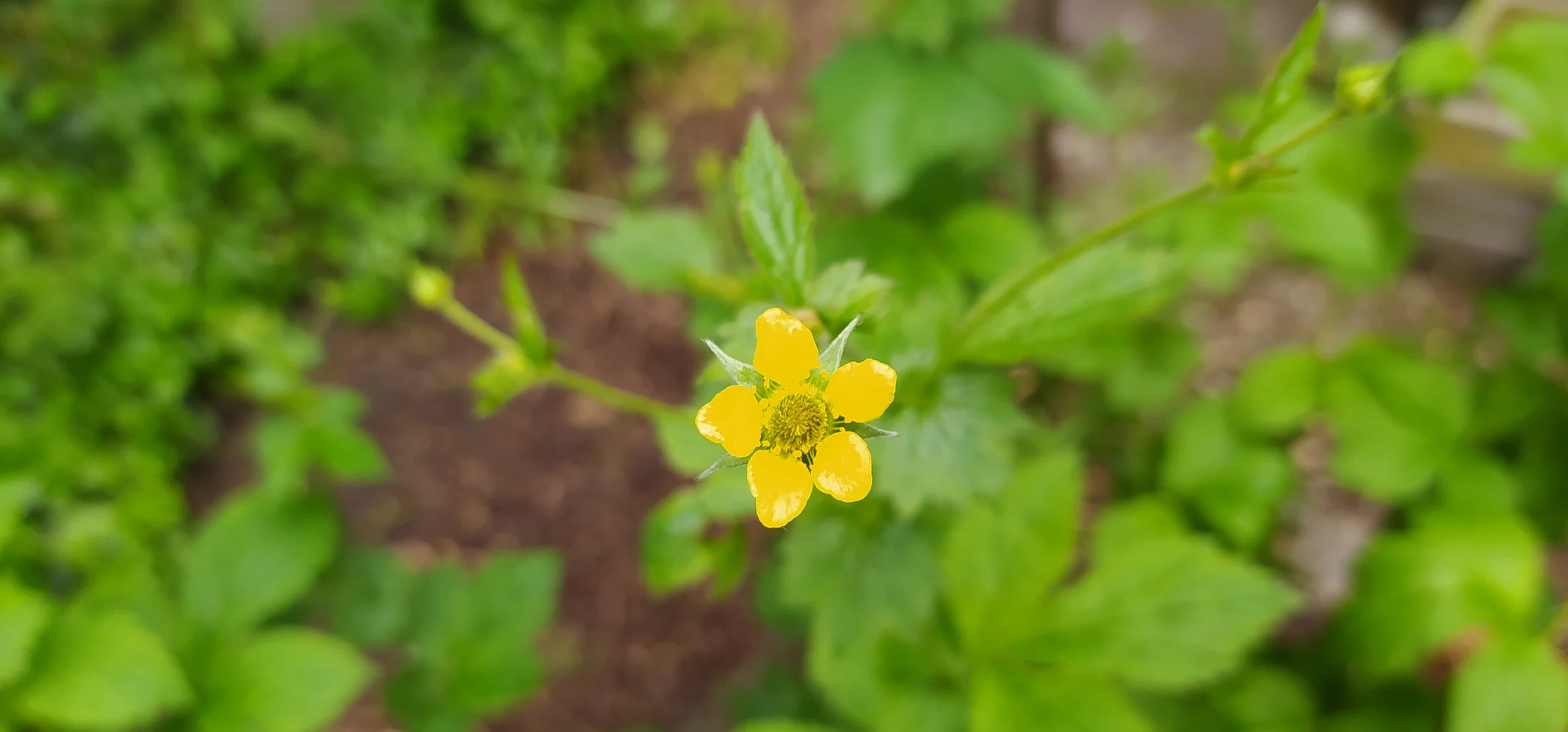 Wood Avens