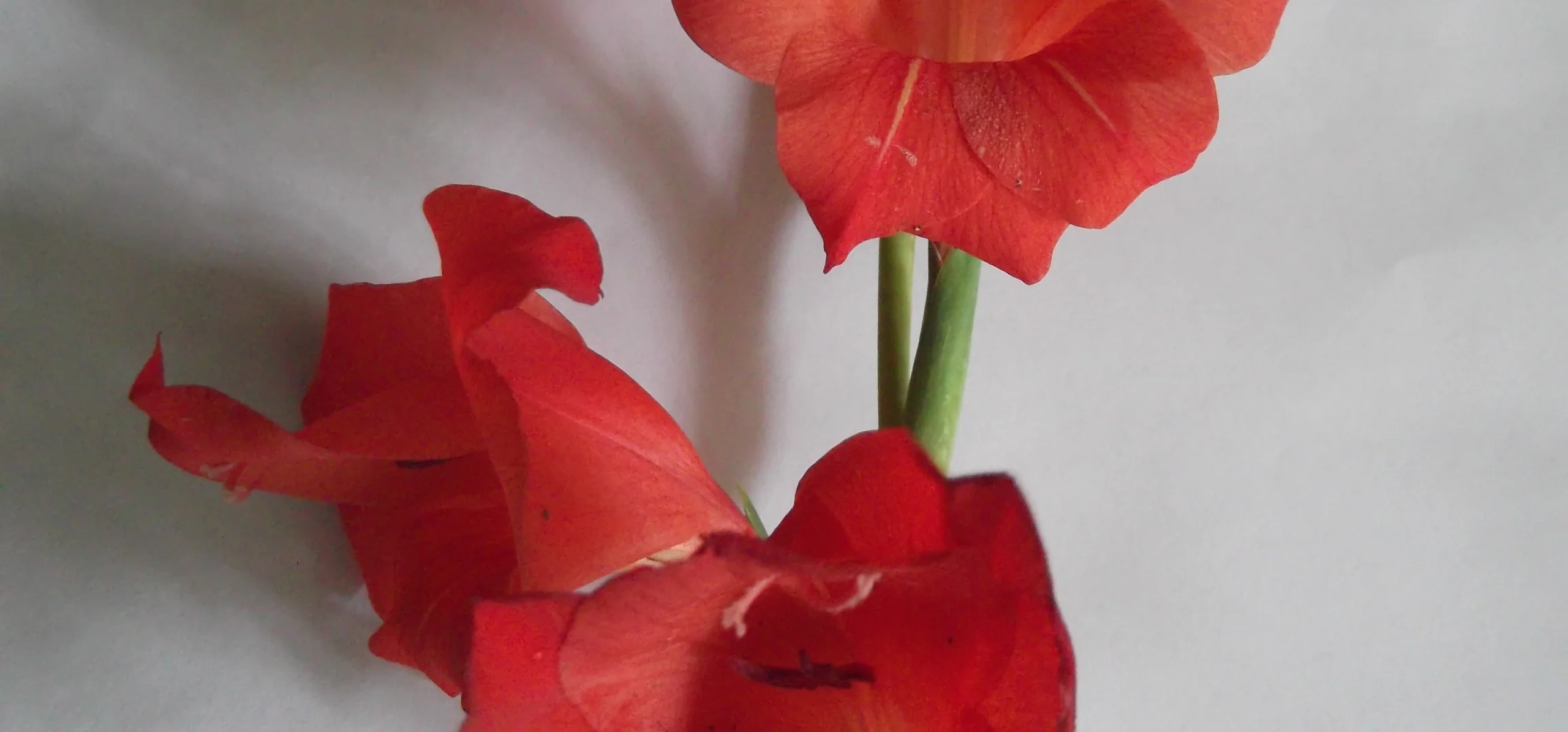 Gladiolus