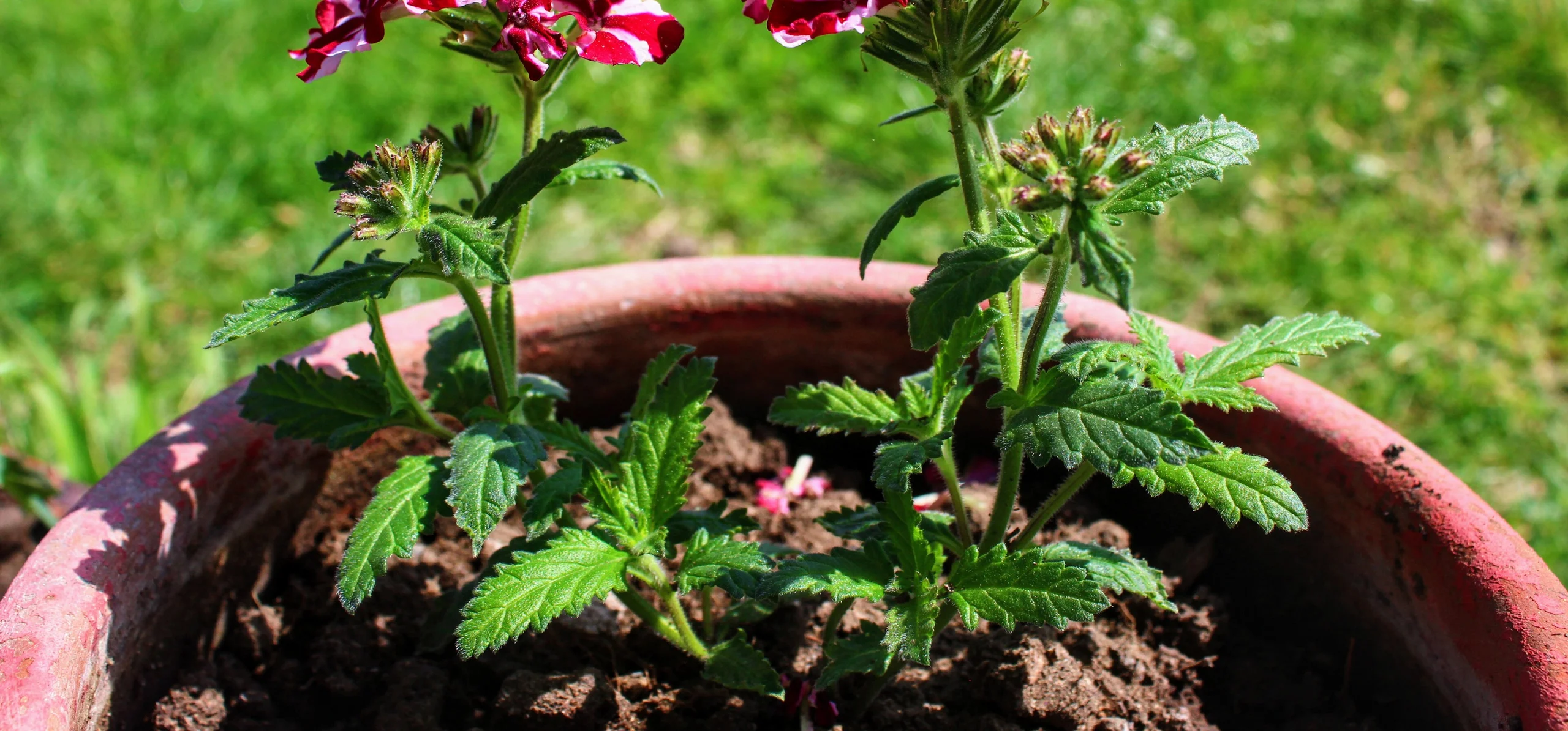 Garden Verbena