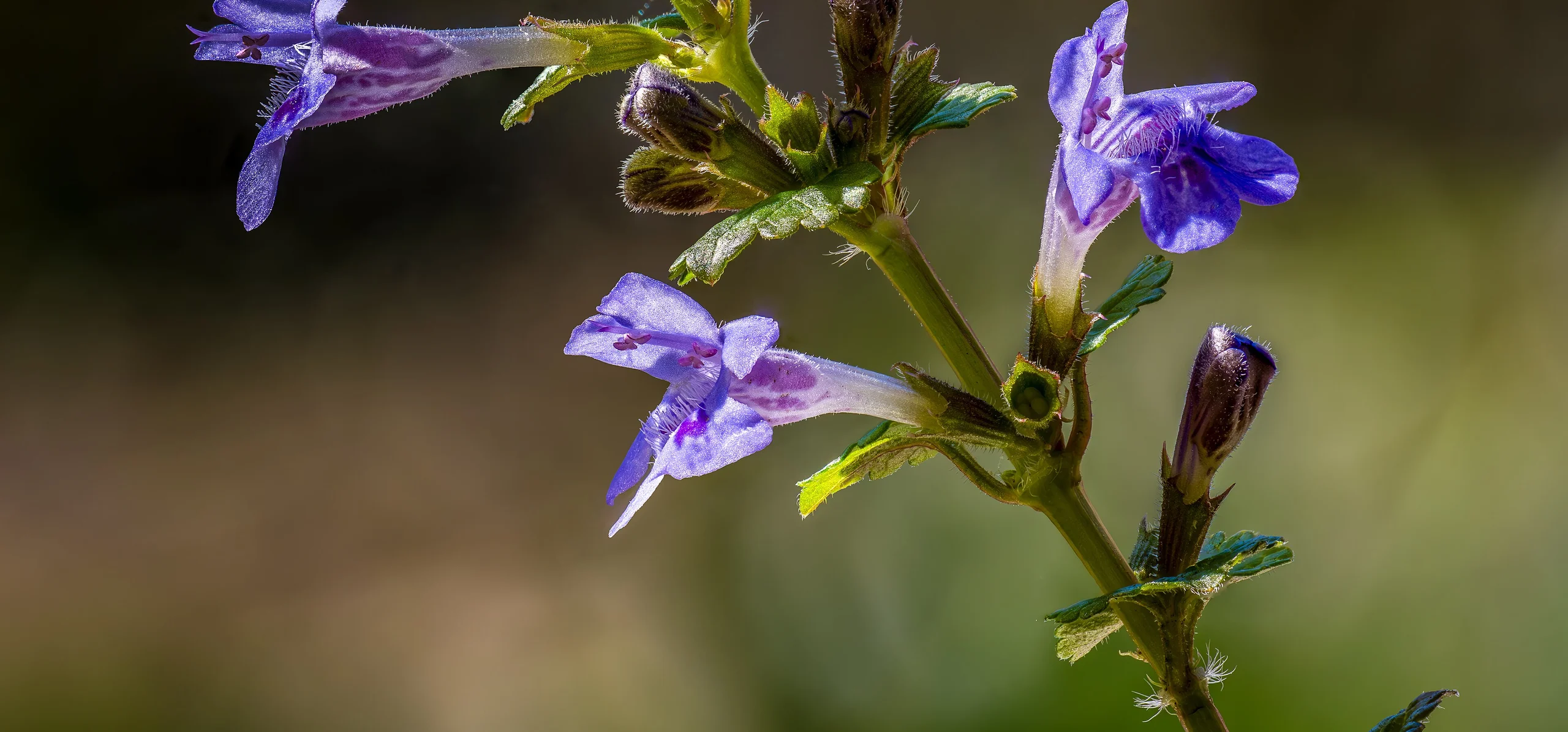 Ground Ivy