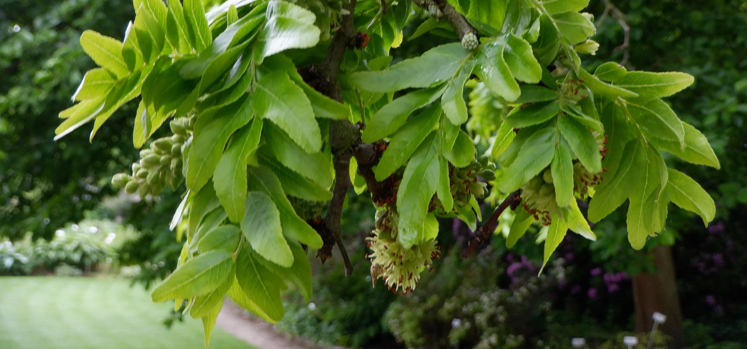 Honey Locust
