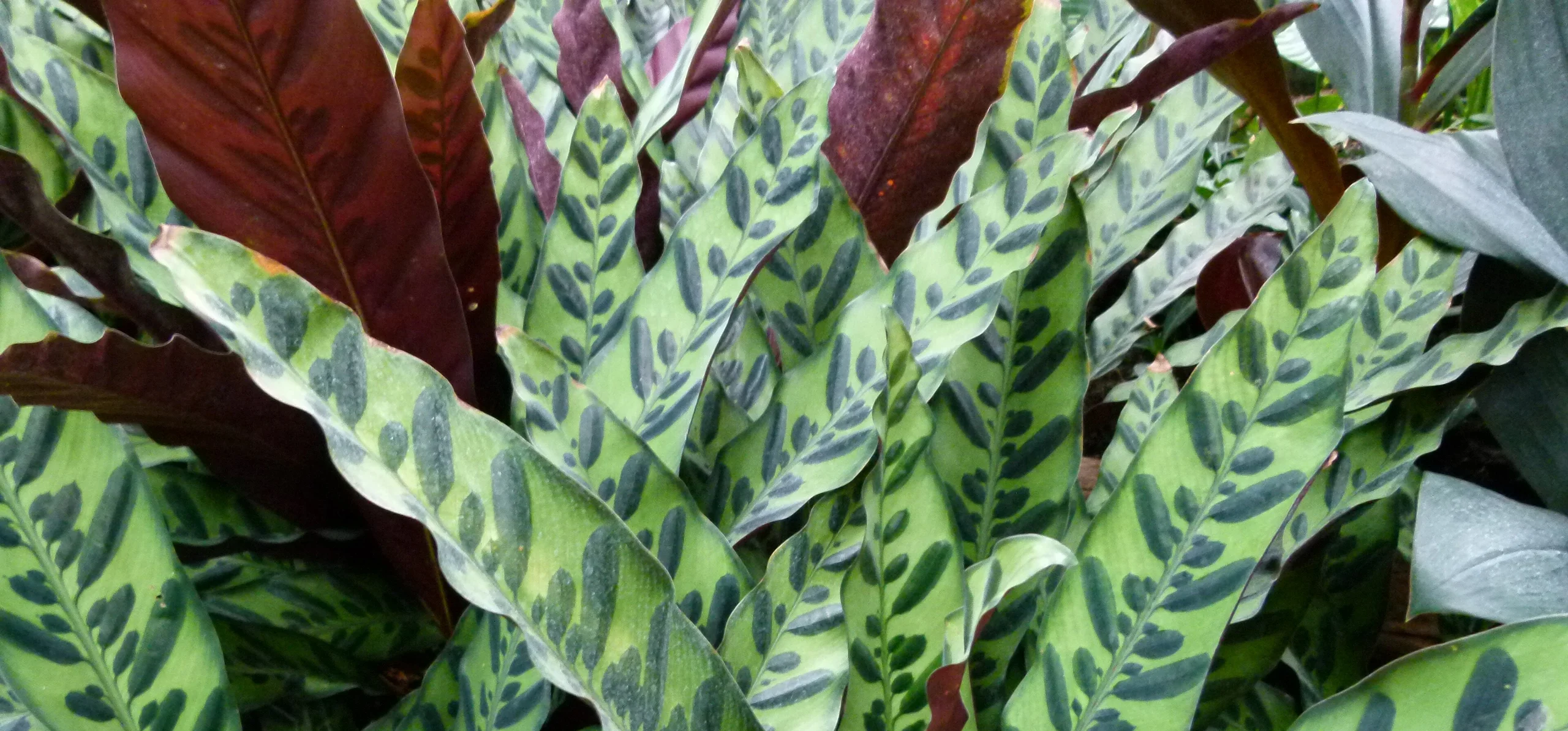Rattlesnake Plant