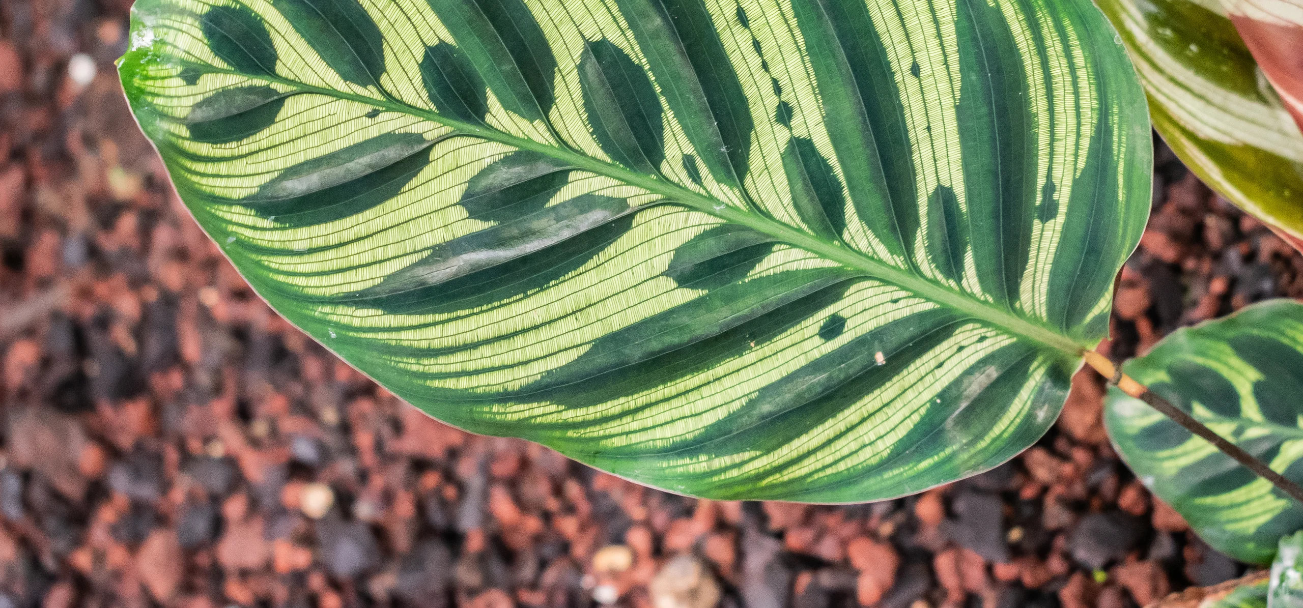 Peacock Plant