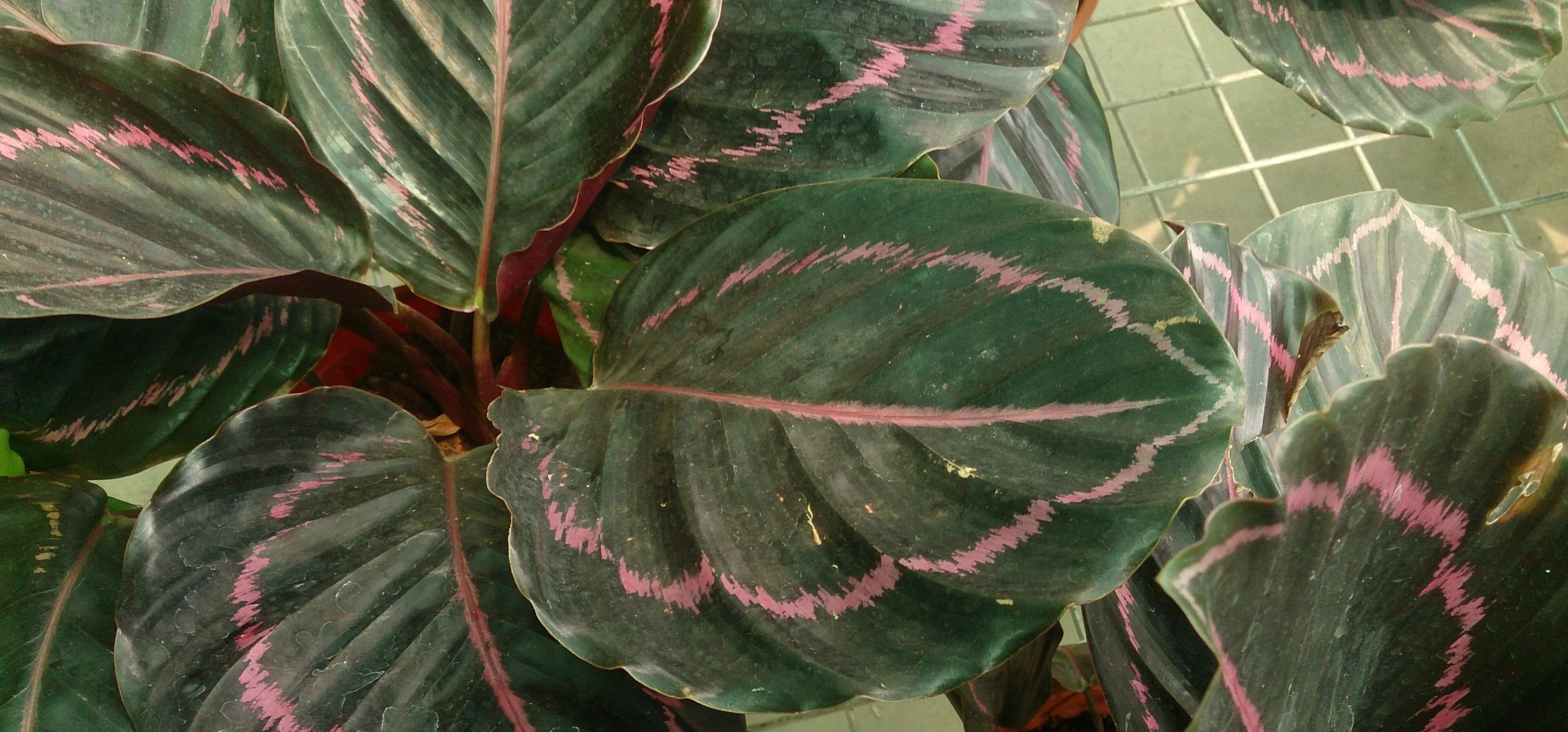 Rose-Painted Calathea
