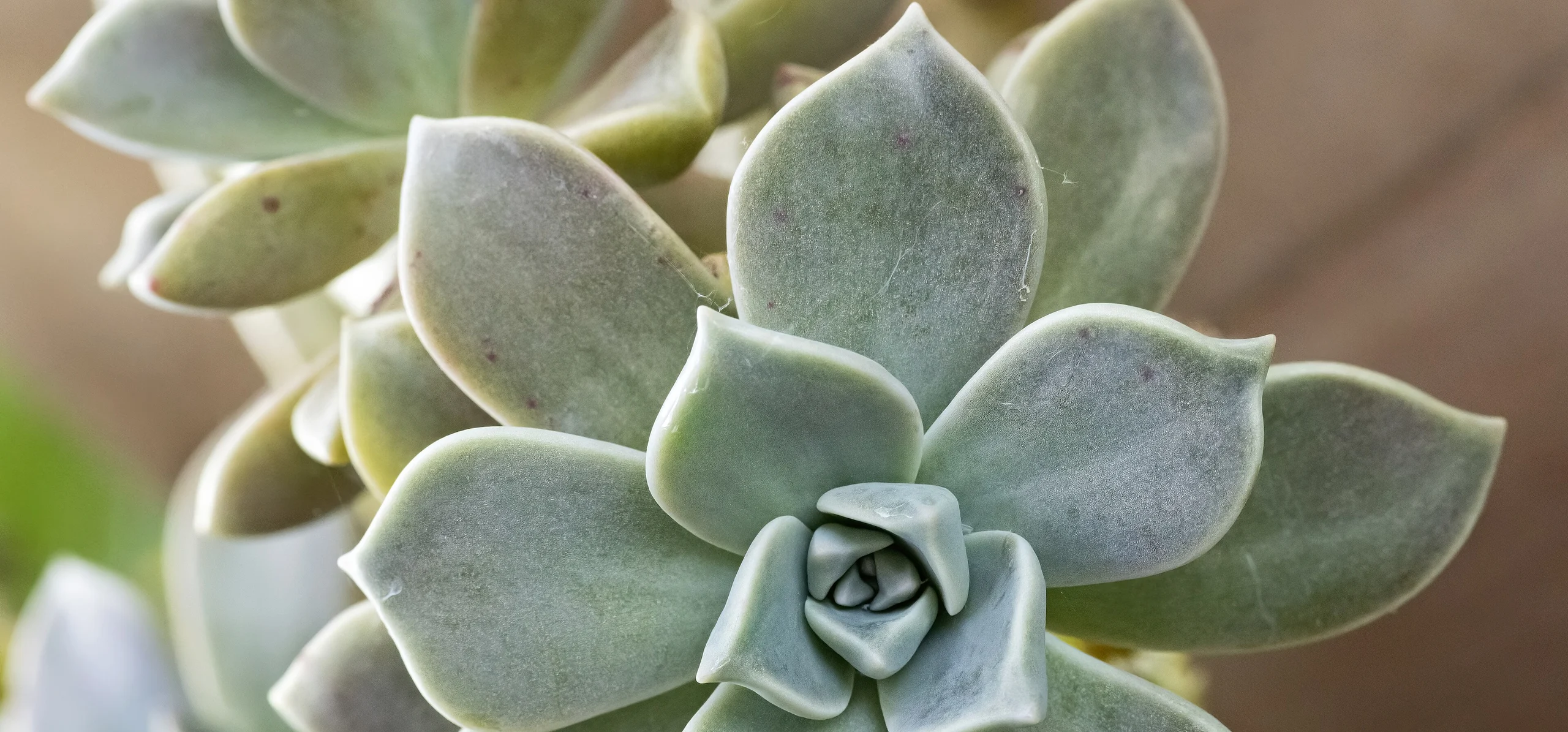 Ghost Plant