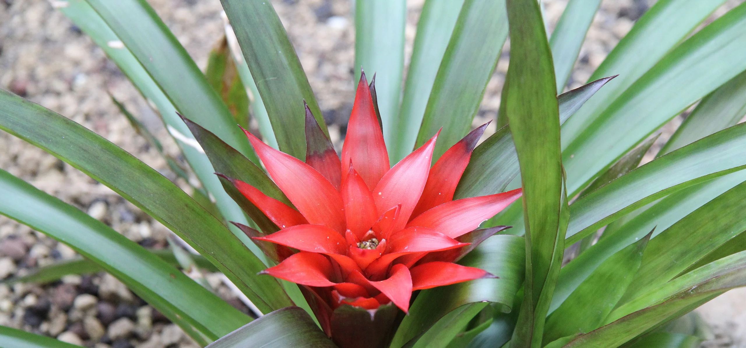 Scarlet Star