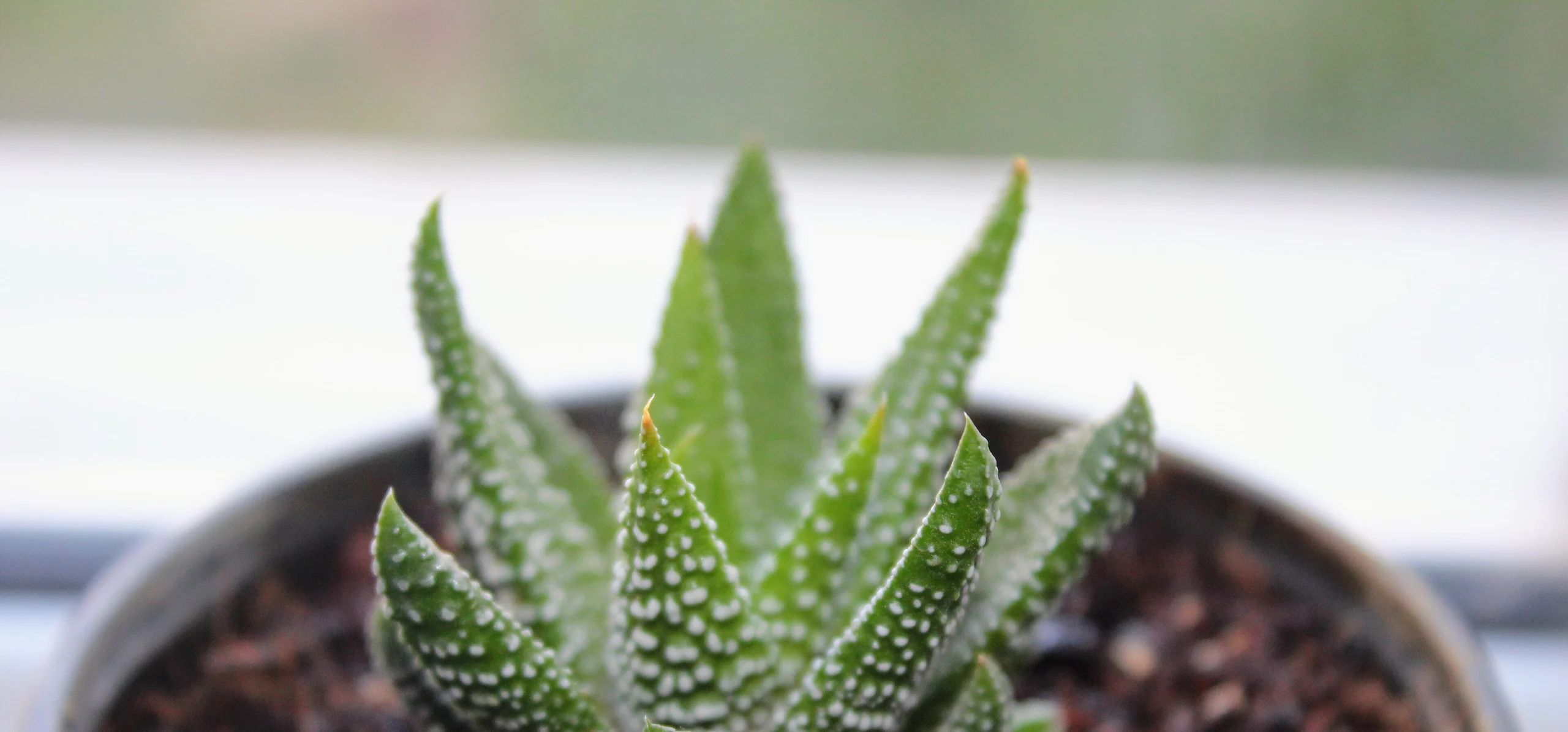 Zebra Haworthia