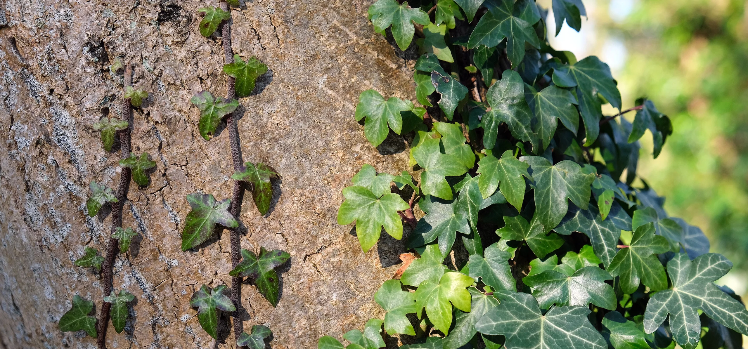 English Ivy