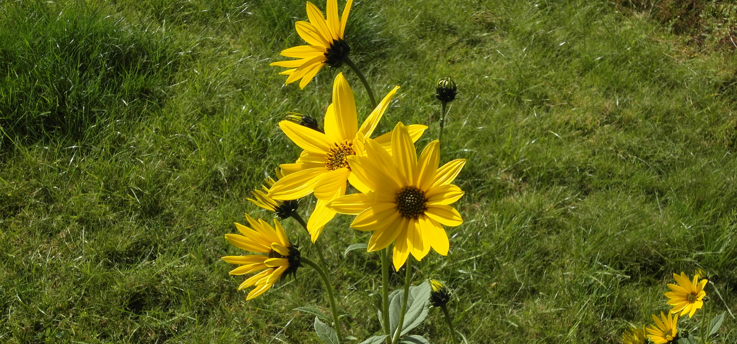 Jerusalem Artichoke