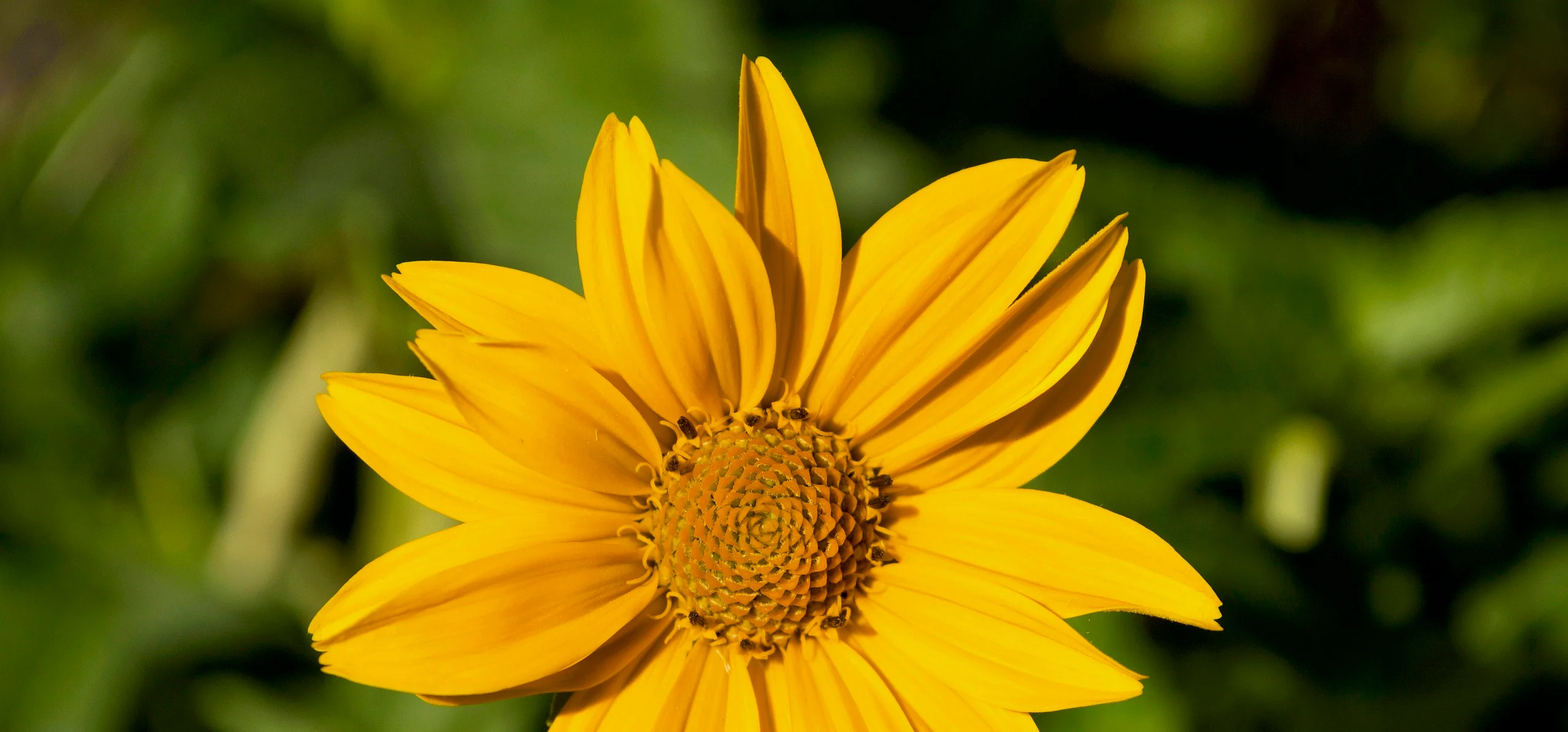 False Sunflower