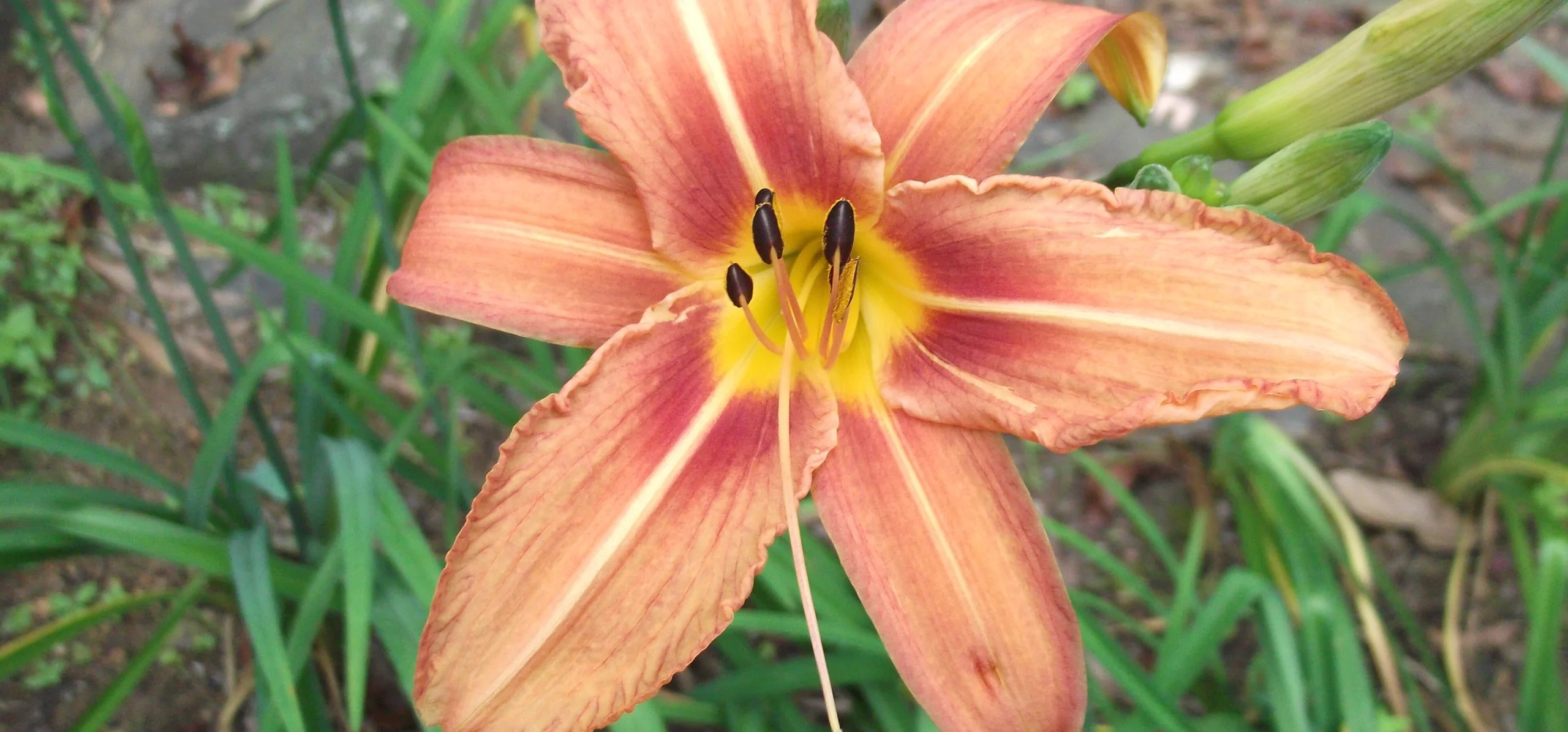 Orange Daylily