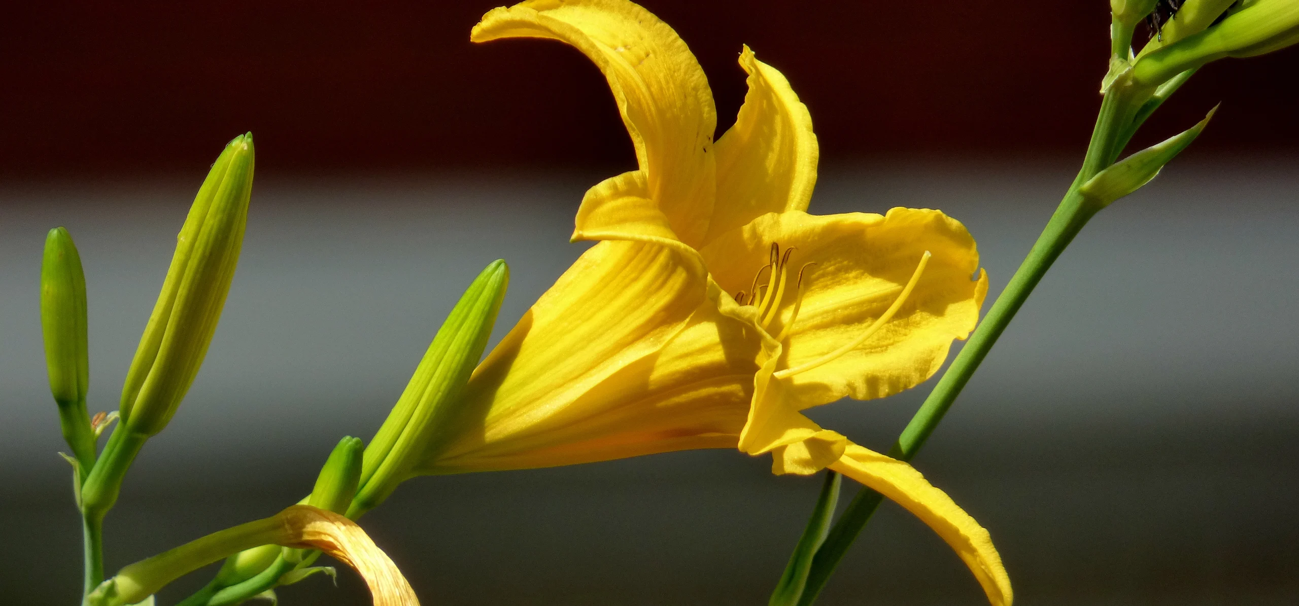 Lemon Daylily