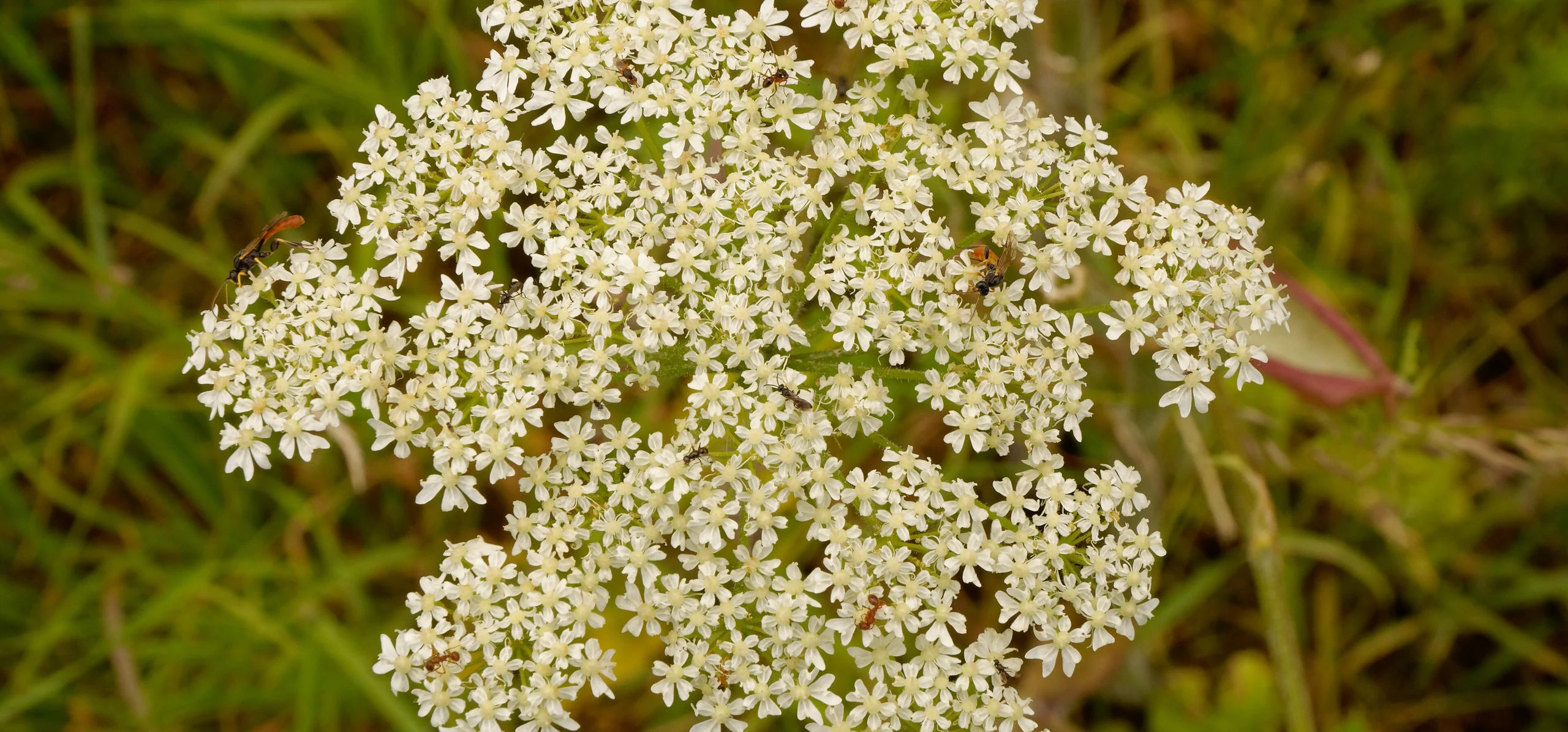 Common Hogweed