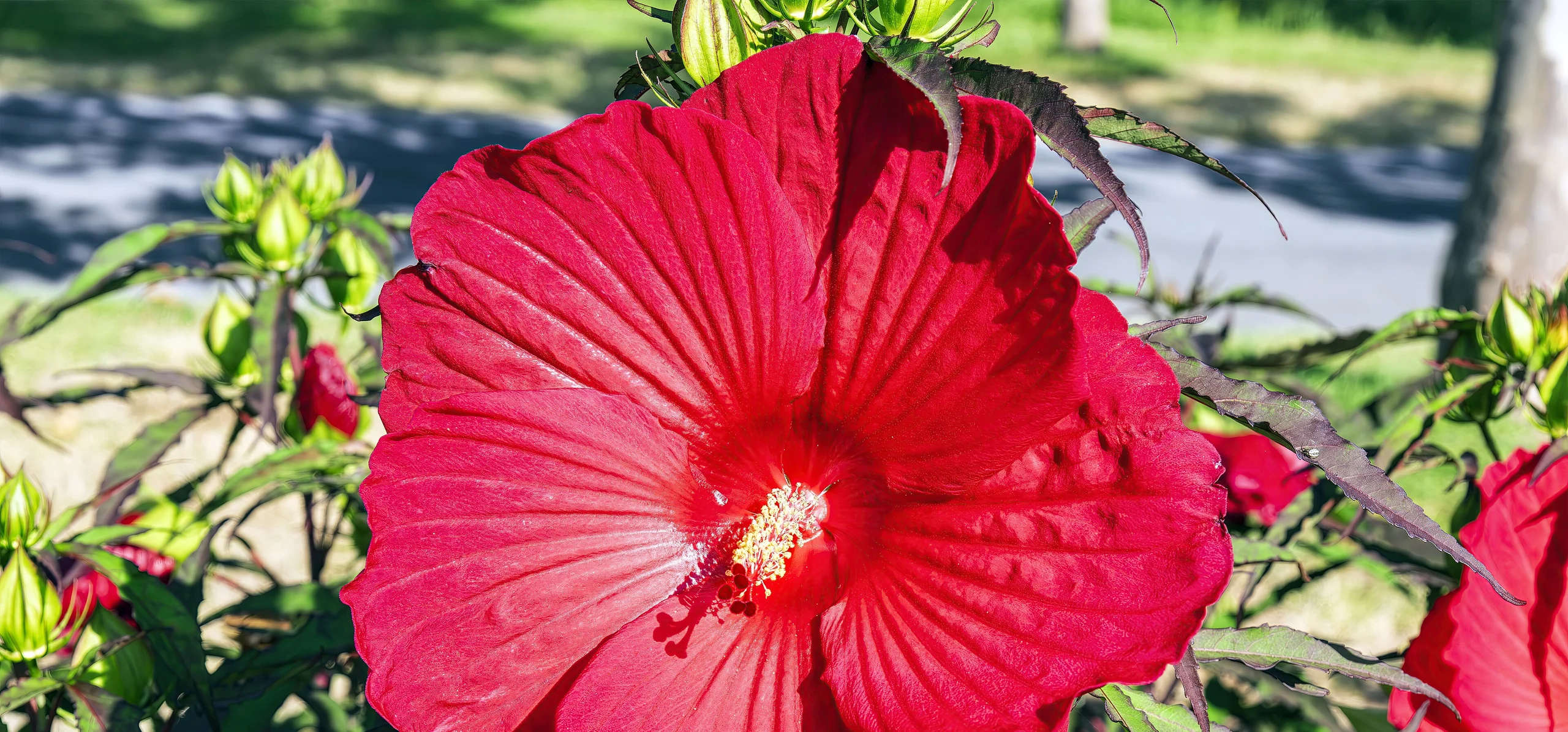 Swamp Rose Mallow