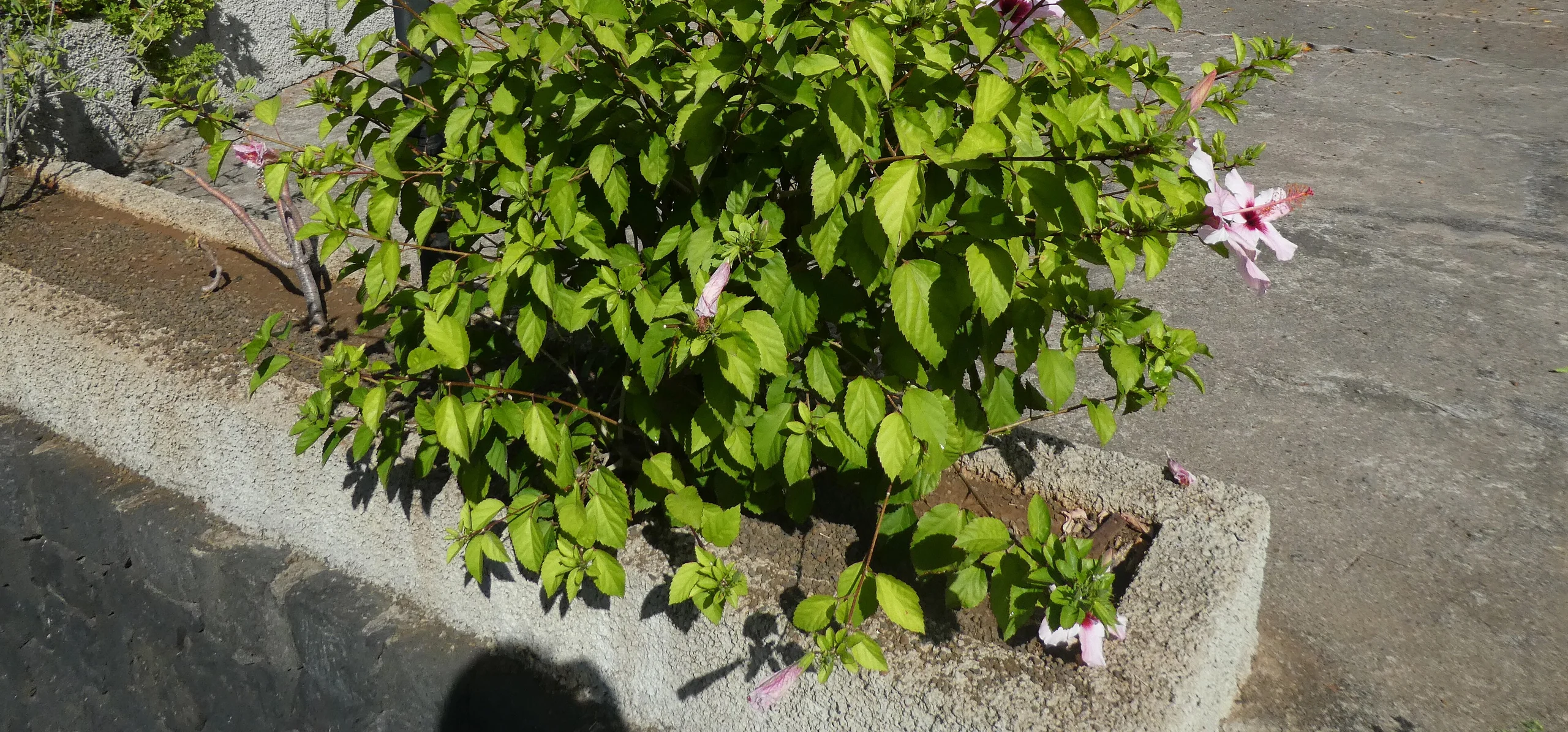 Chinese Hibiscus